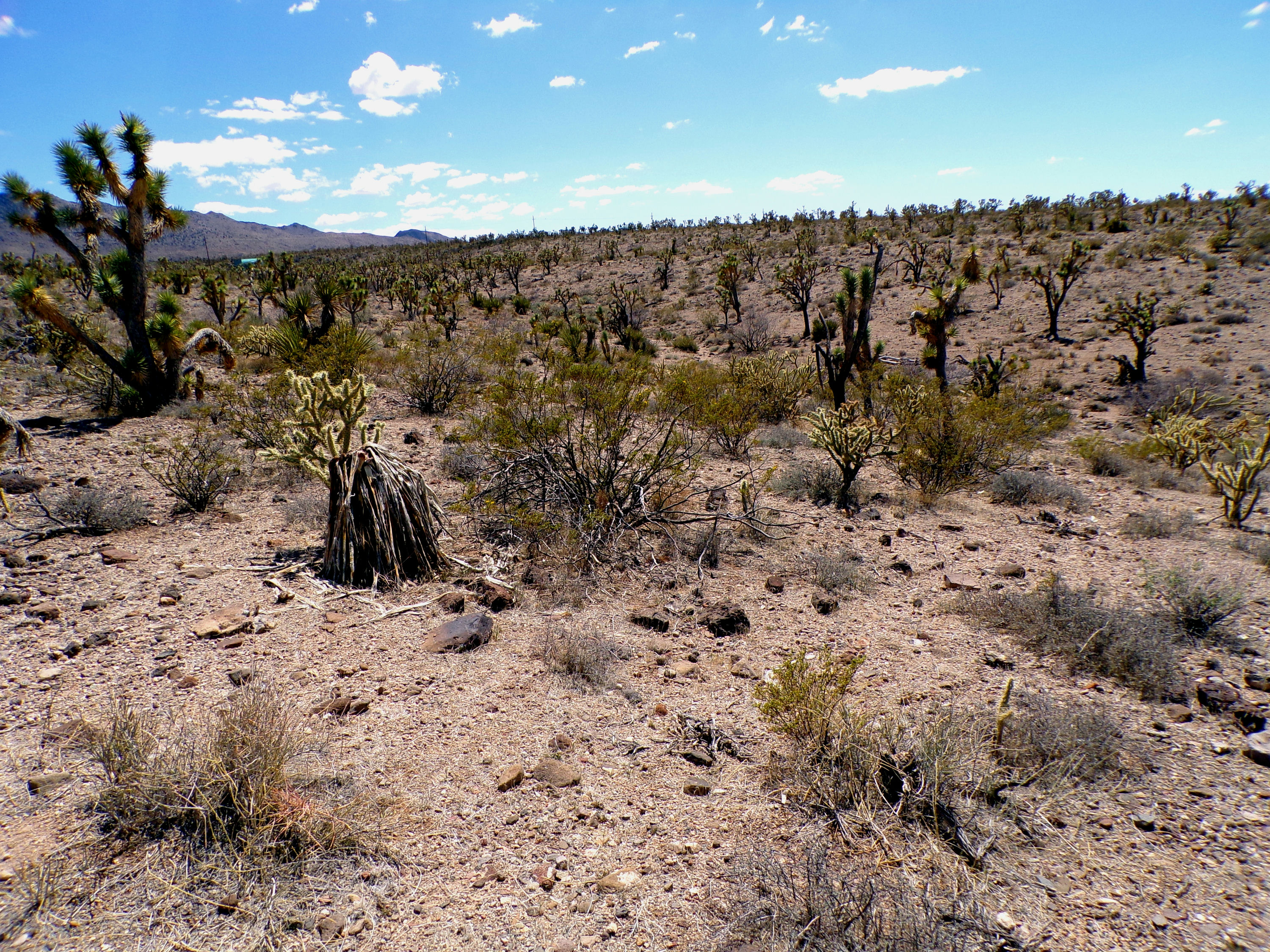 100_0776_DESERT.JPG