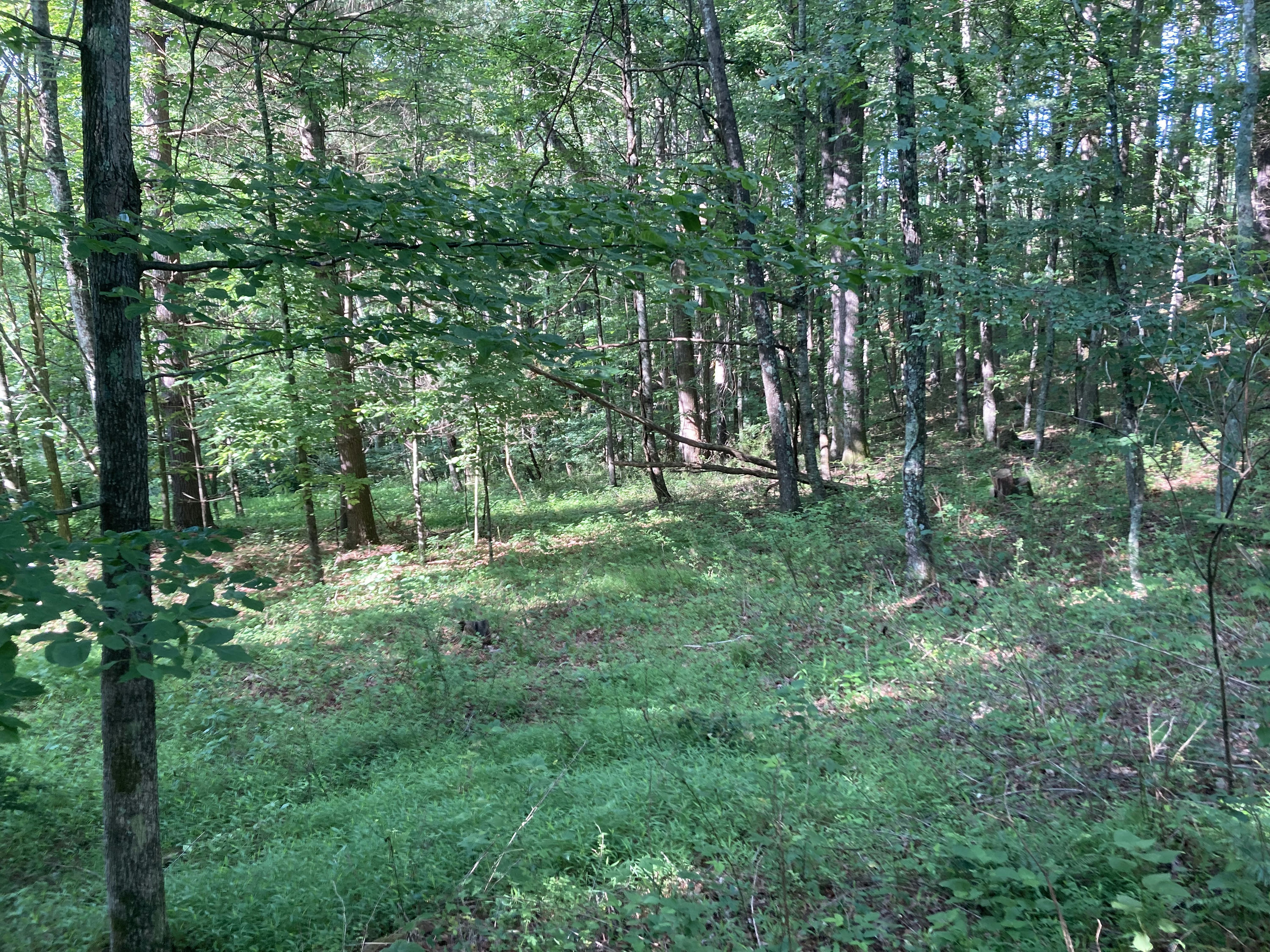 SPP_47B_Forest_Greens_Sunlight_Dappled Woods.jpeg