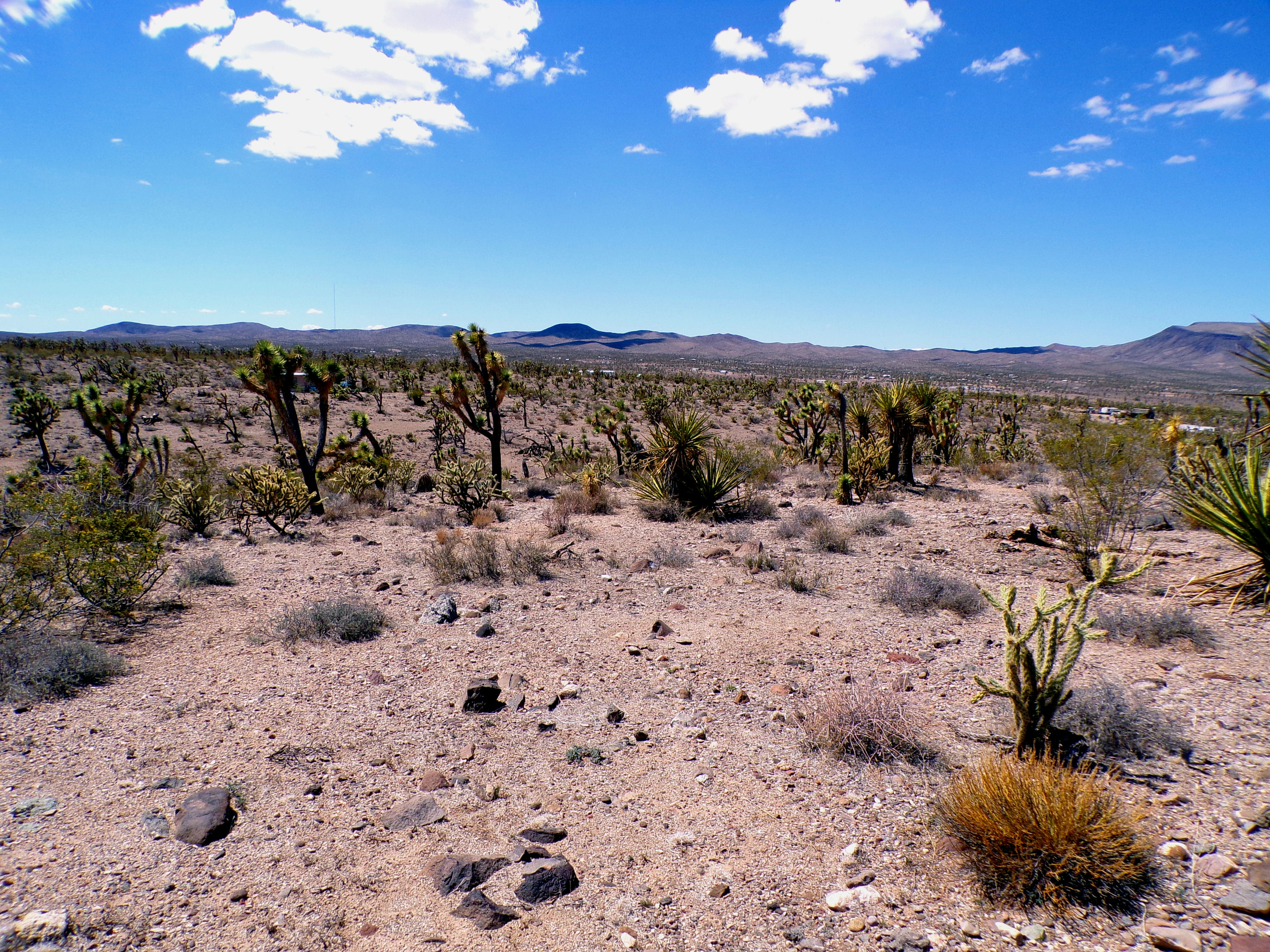 100_0763_DESERT.JPG