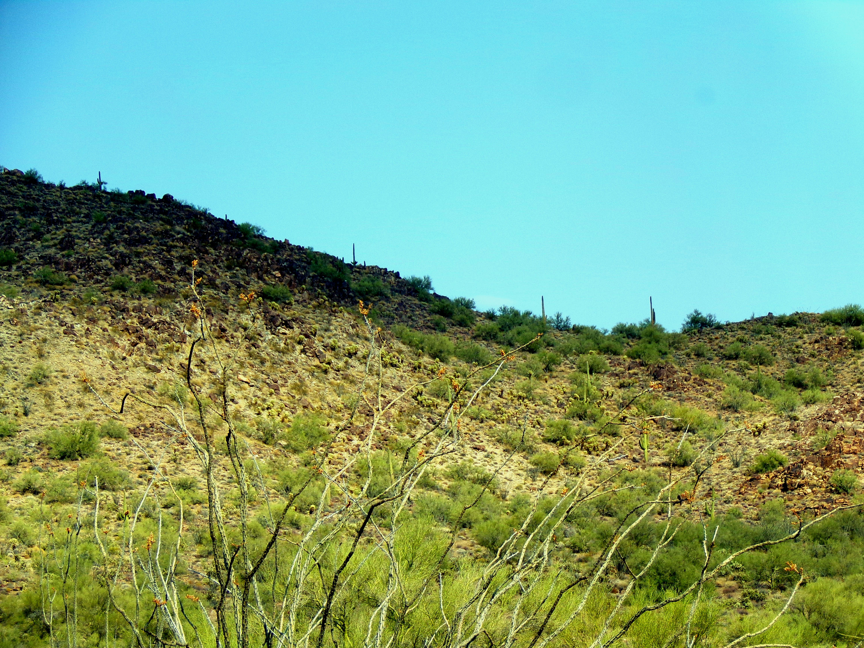 100_1347_DESERT.JPG