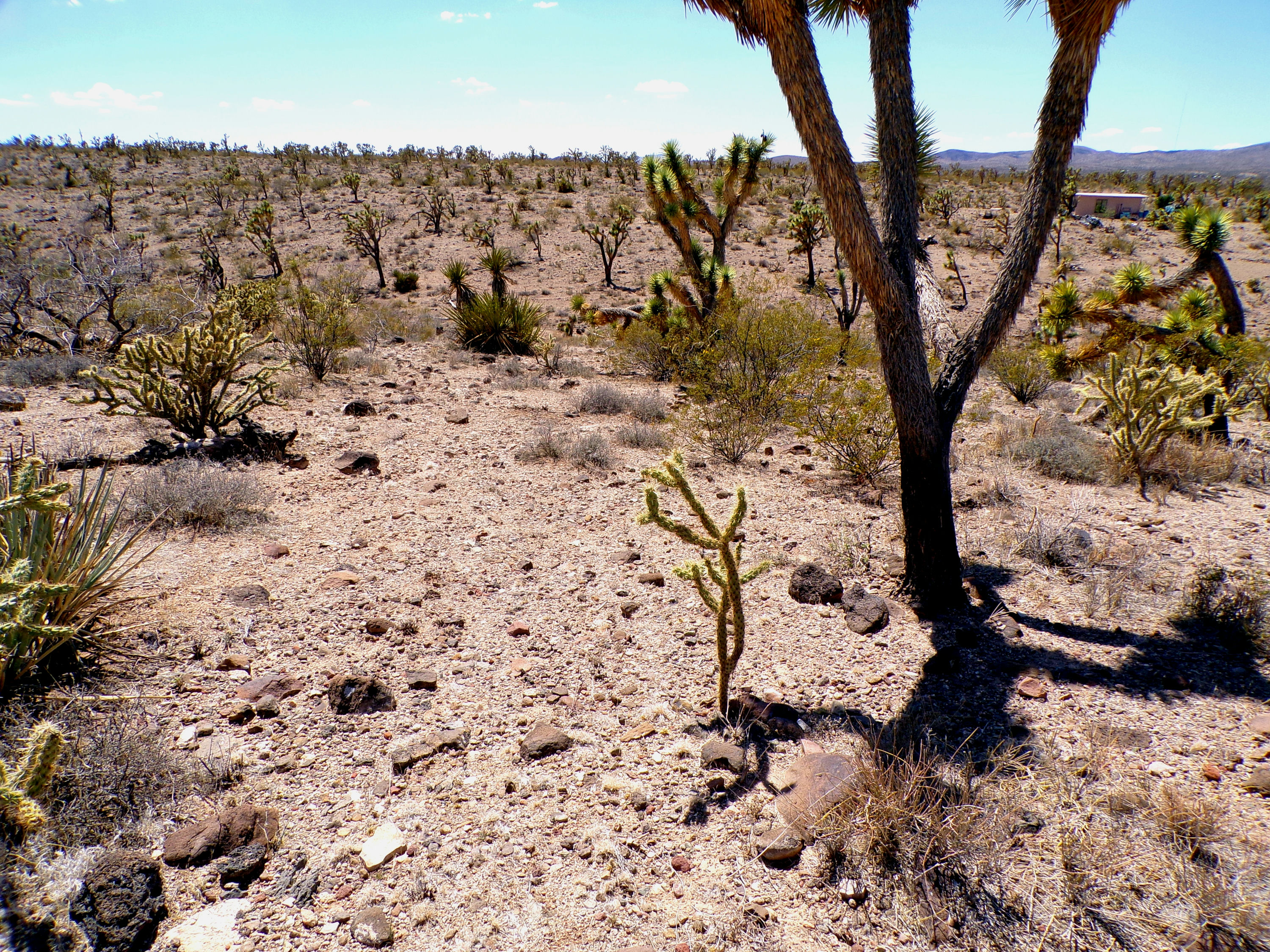 100_0769_DESERT.JPG
