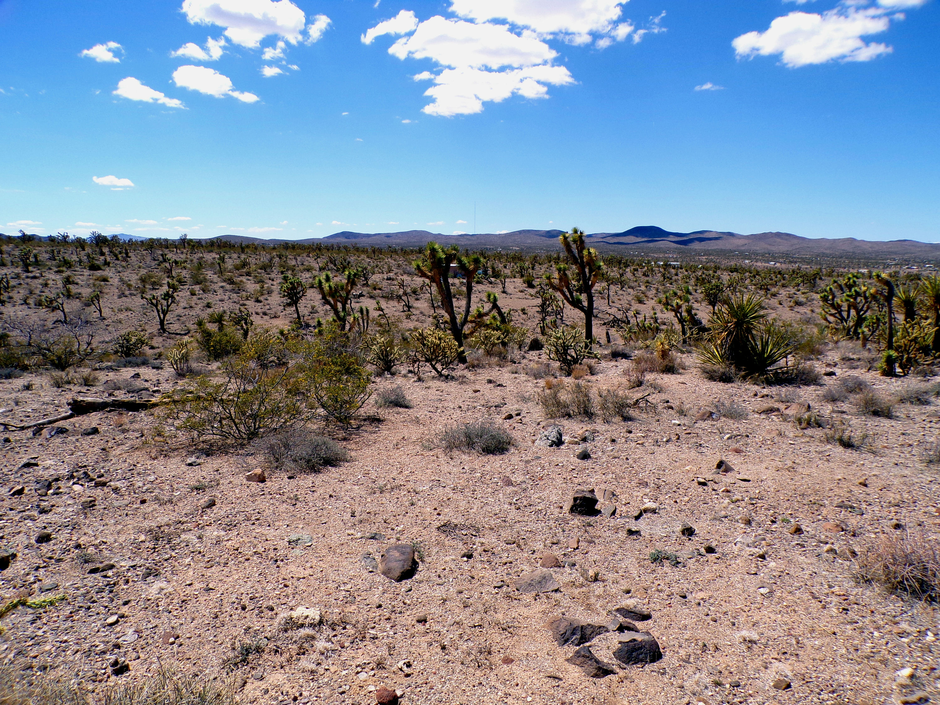 100_0764_DESERT.JPG