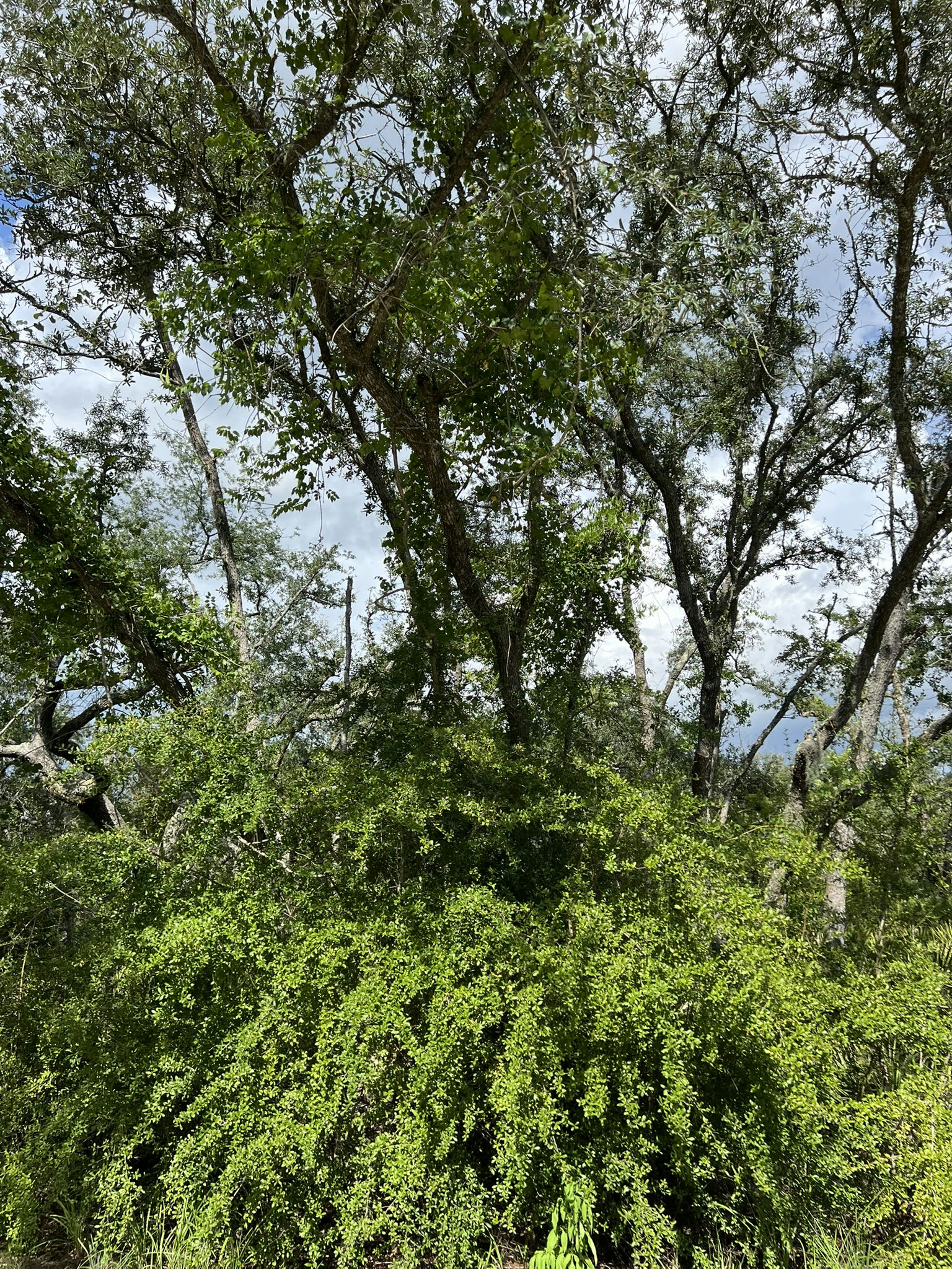 IMG_5802.JPEG