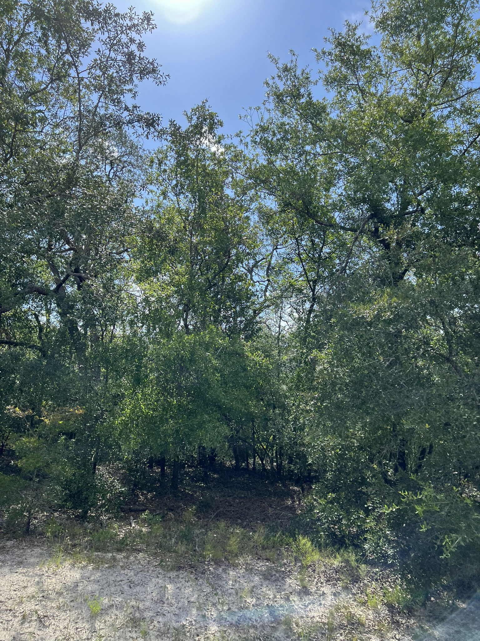 IMG_5792.JPEG