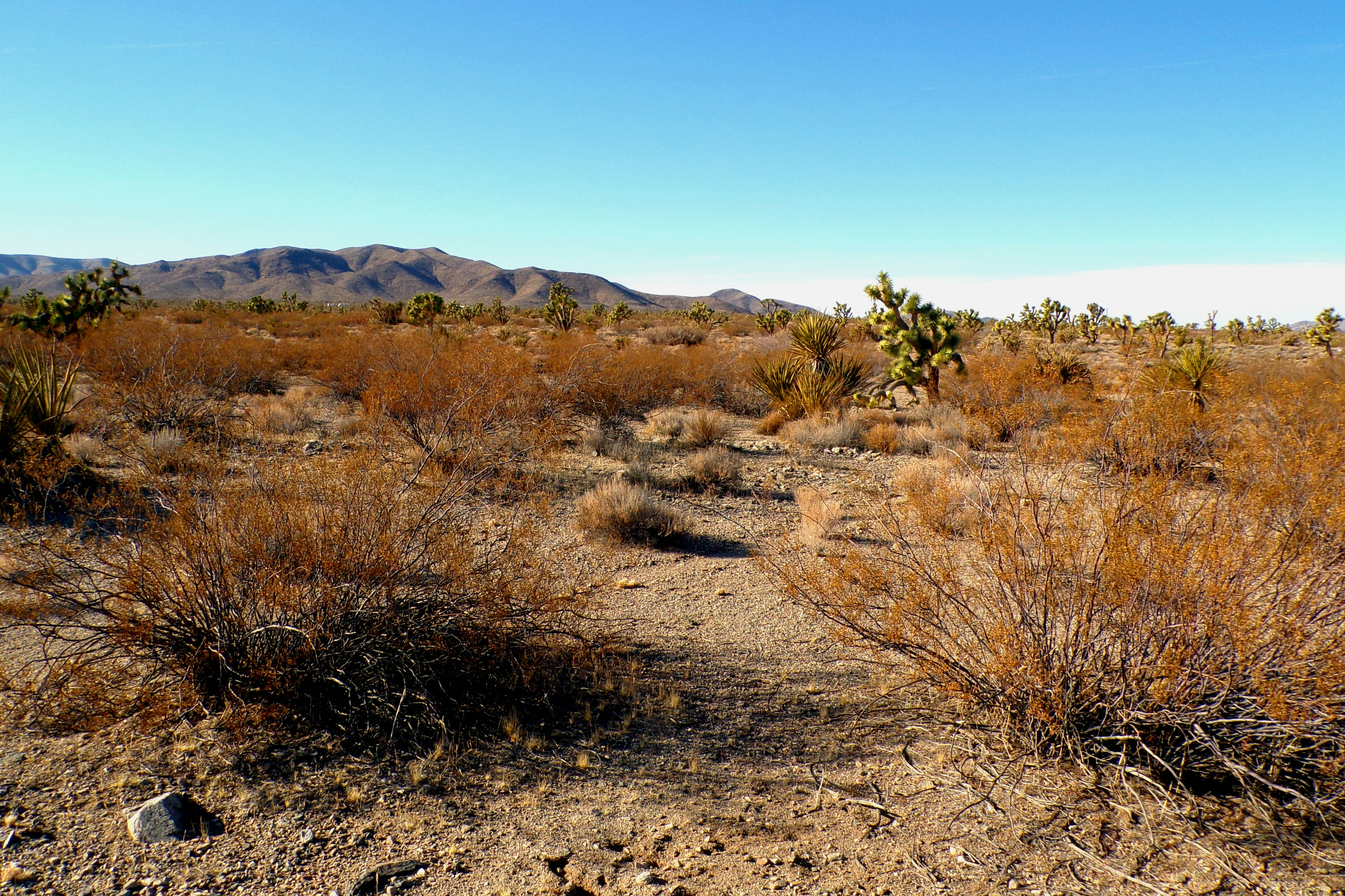 100_0879_DESERT.JPG