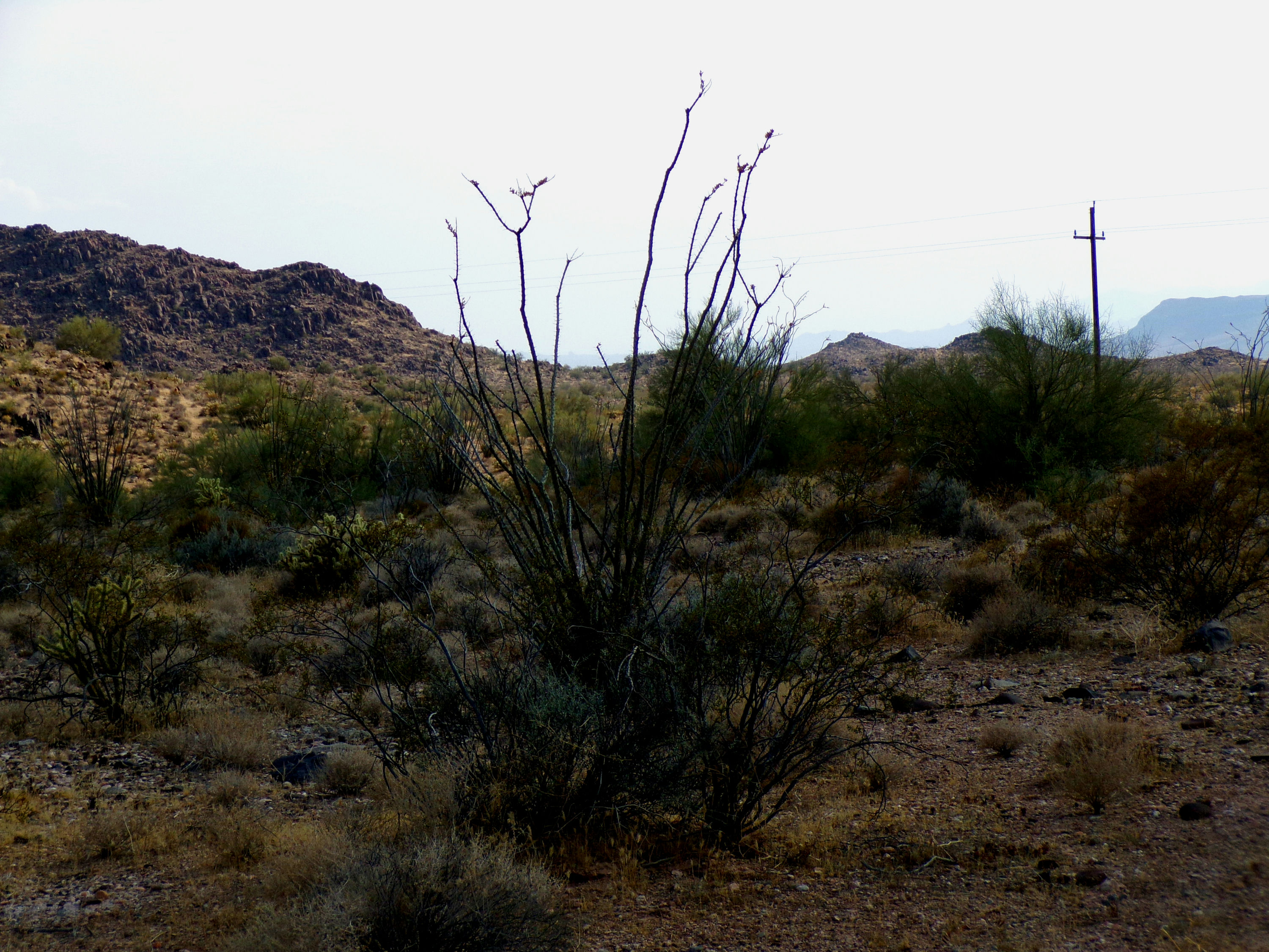 100_1340_DESERT.JPG