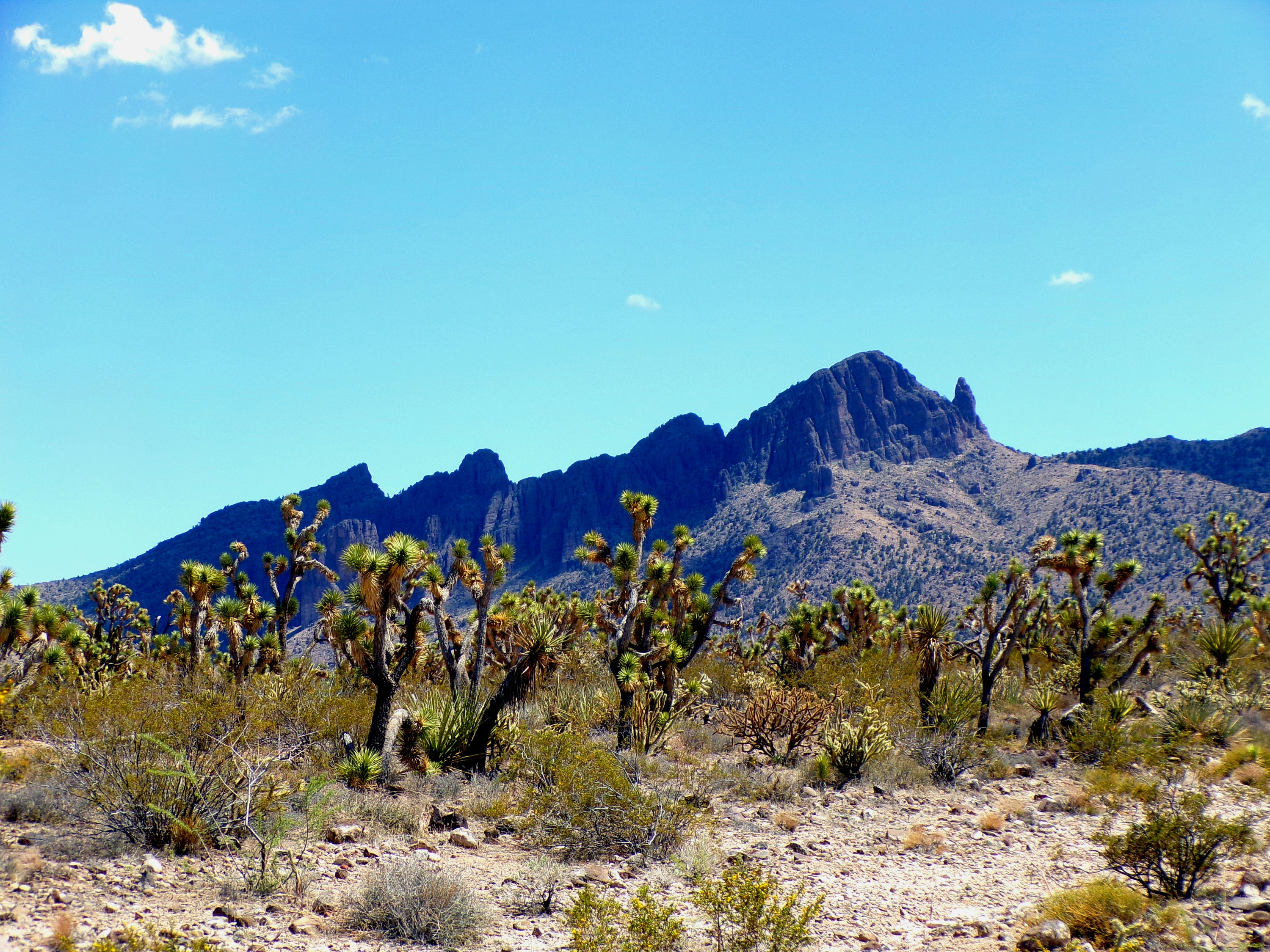 100_0765_DESERT.JPG