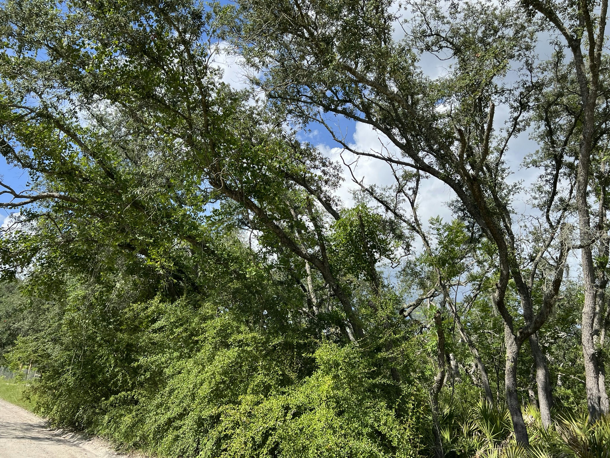 IMG_5831.JPEG