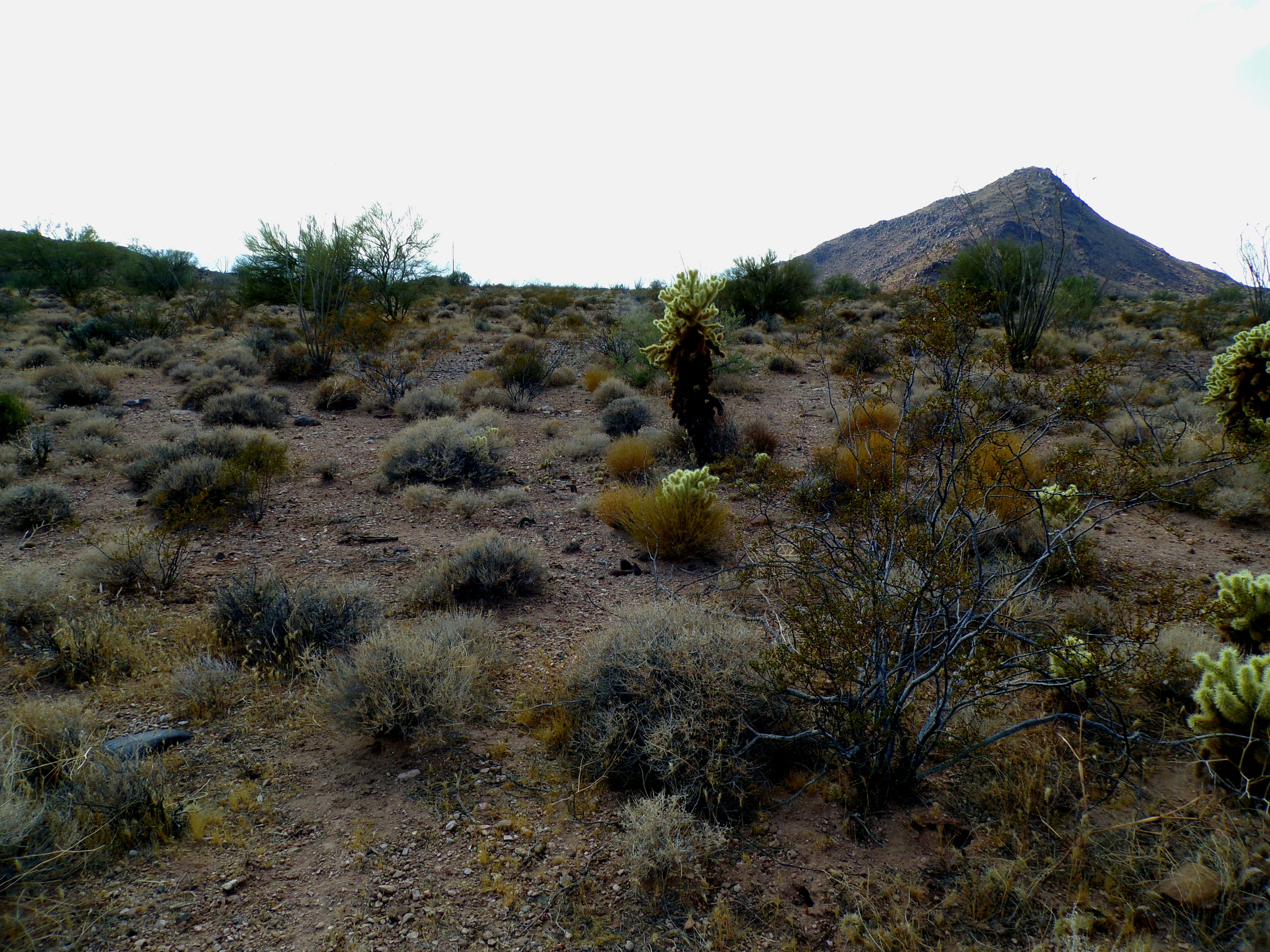 100_1326_DESERT.JPG