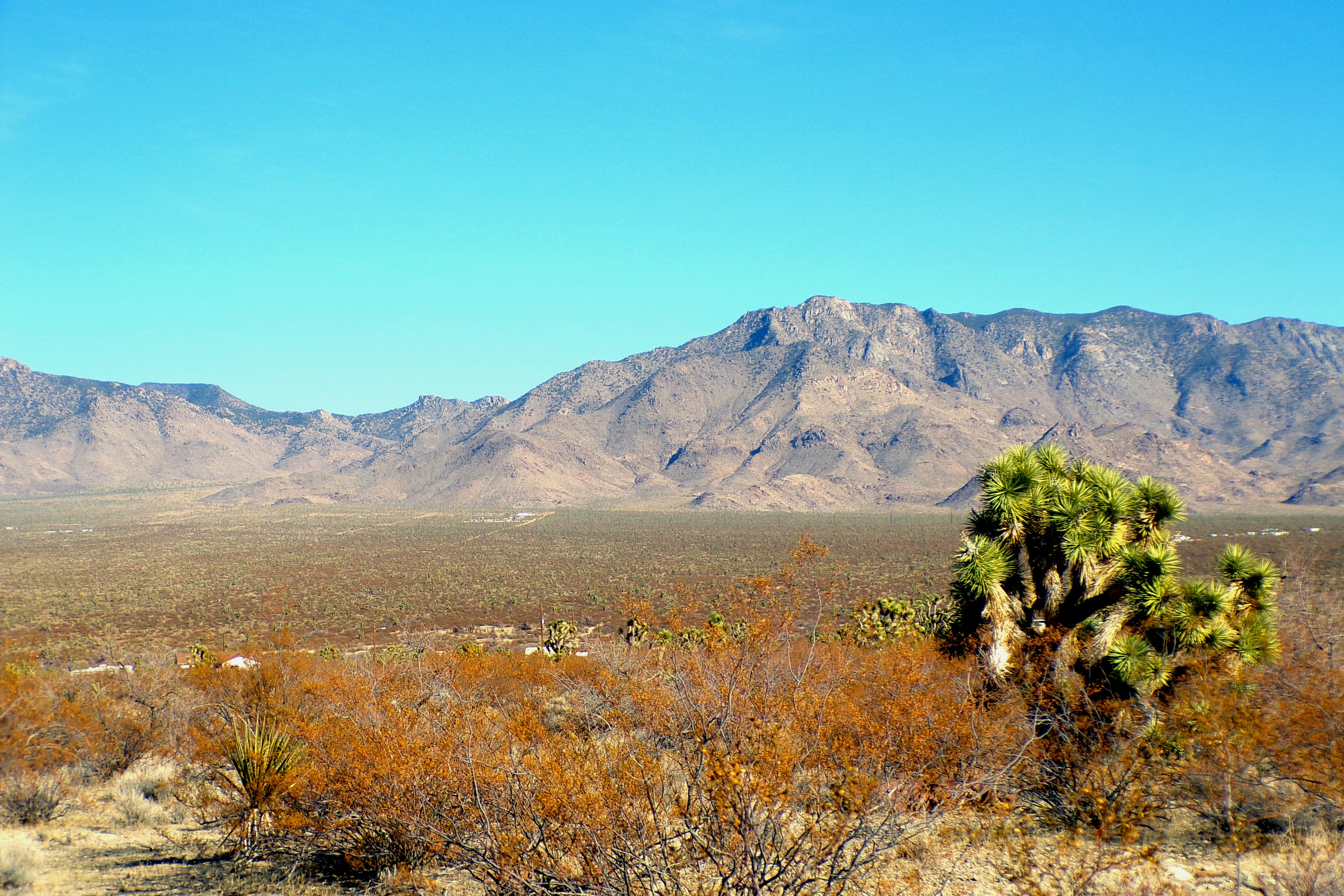 100_0867_DESERT.JPG