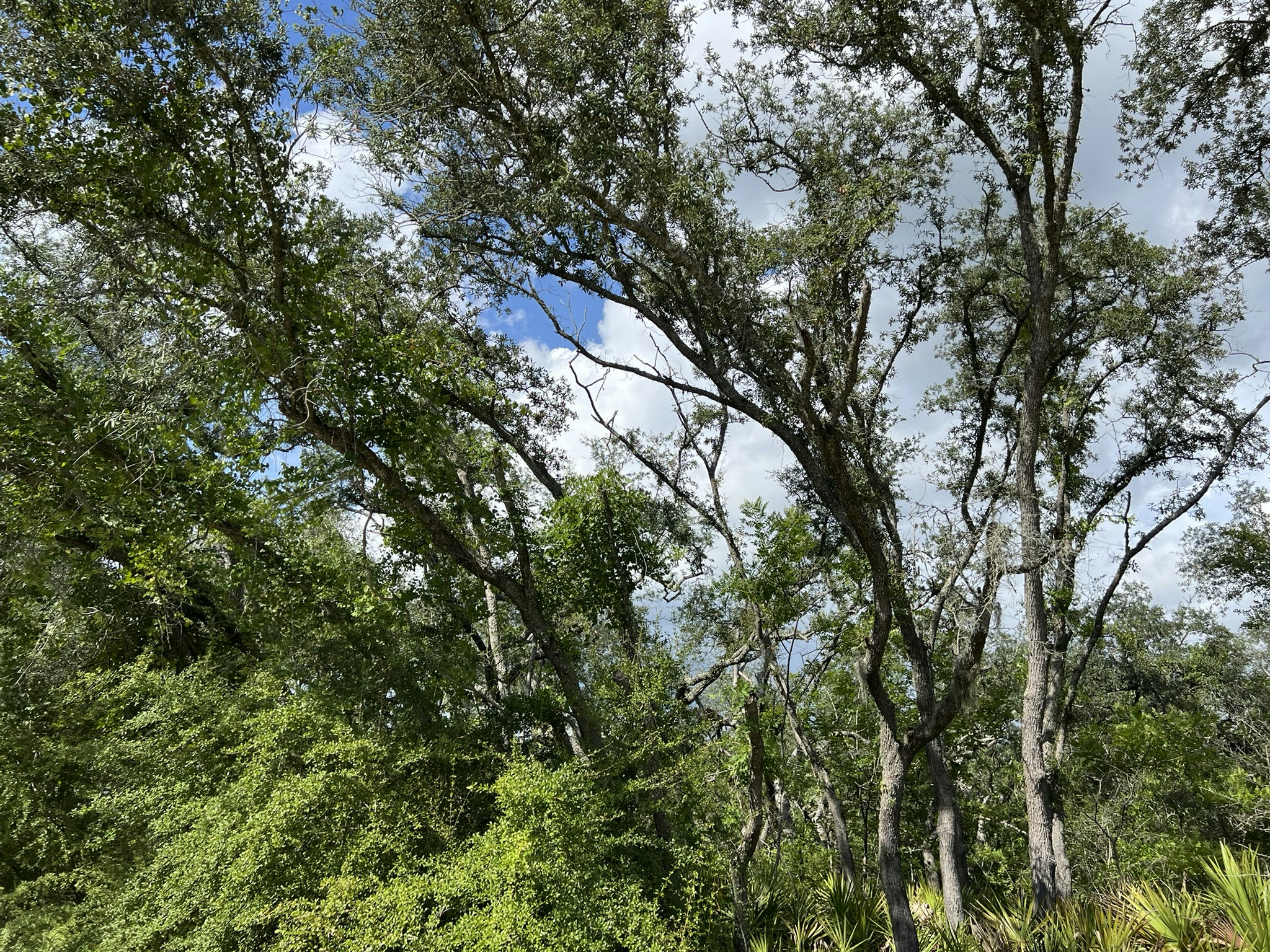 IMG_5835.JPEG