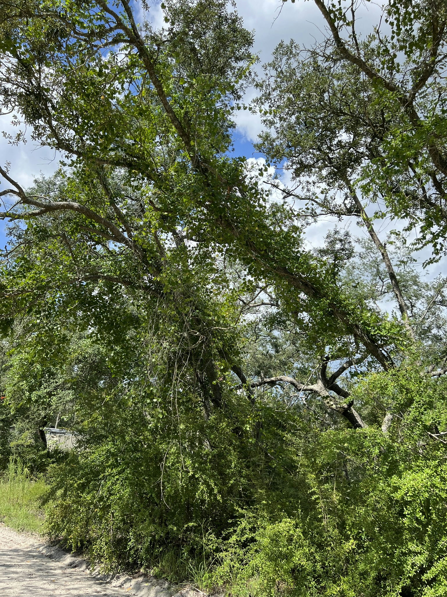 IMG_5797.JPEG