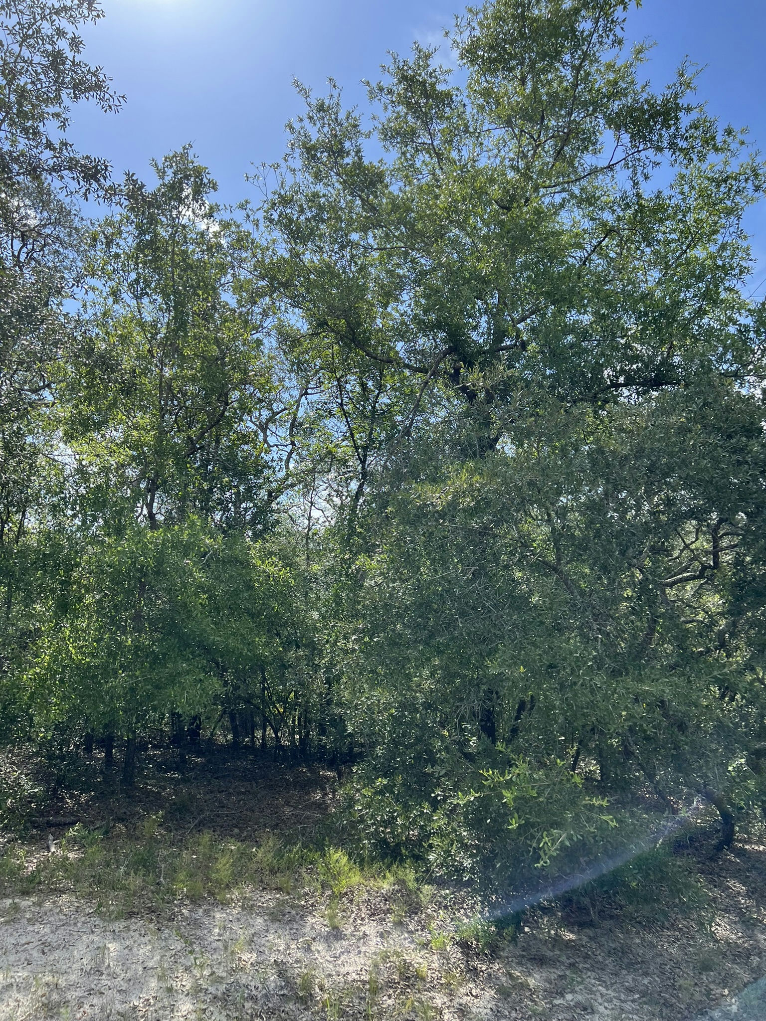 IMG_5791.JPEG