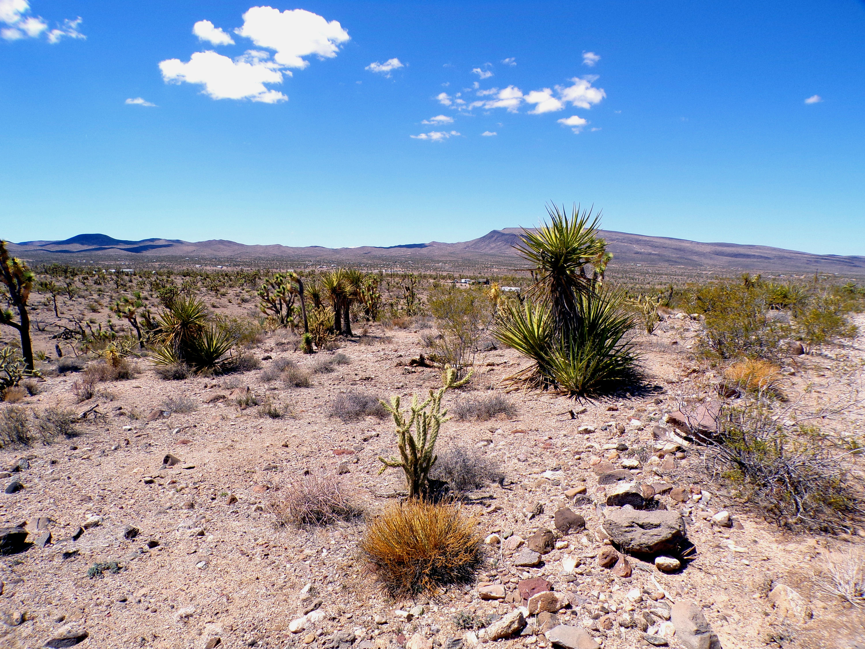 100_0762_DESERT.JPG