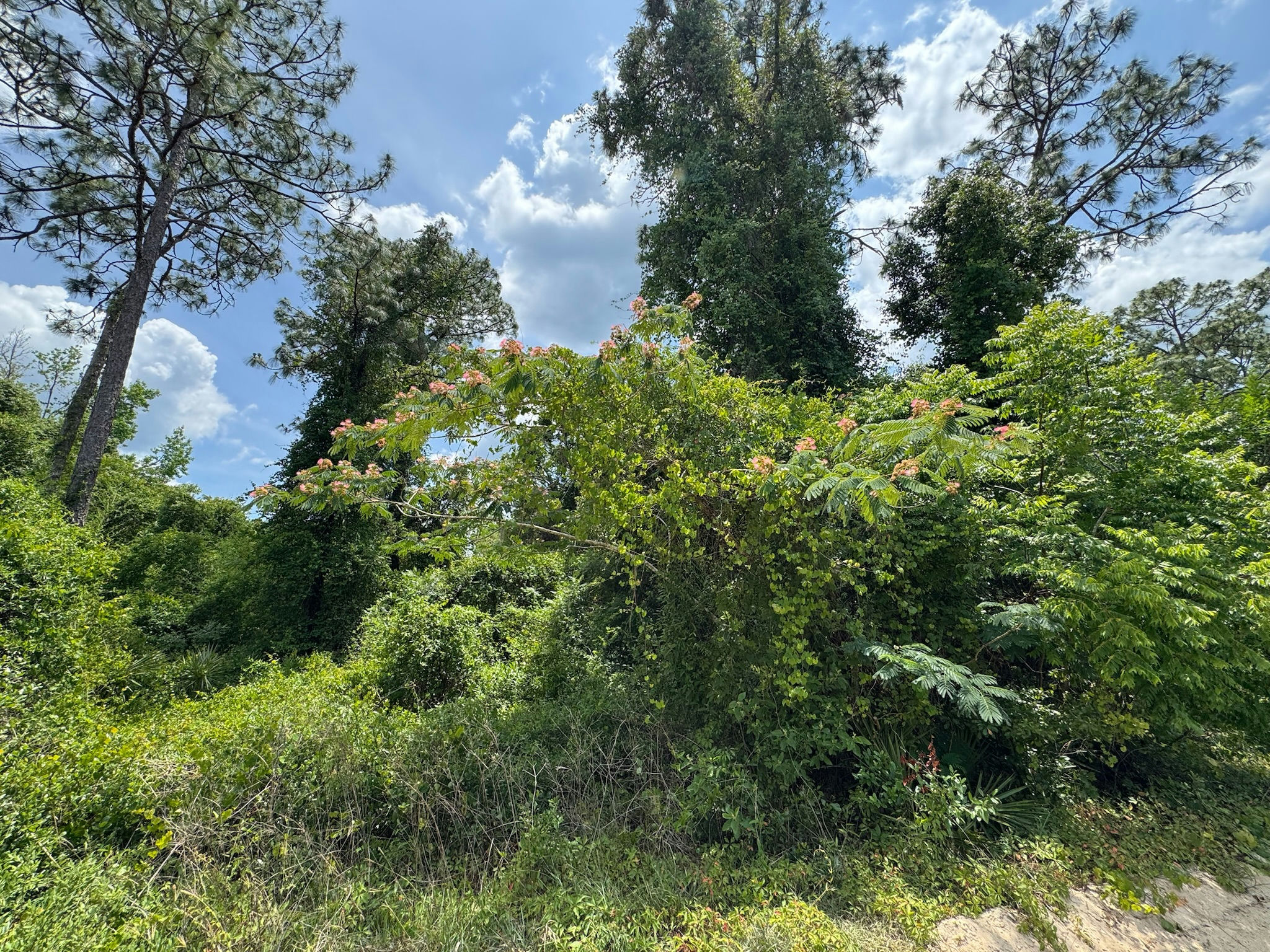 IMG_1773.jpeg