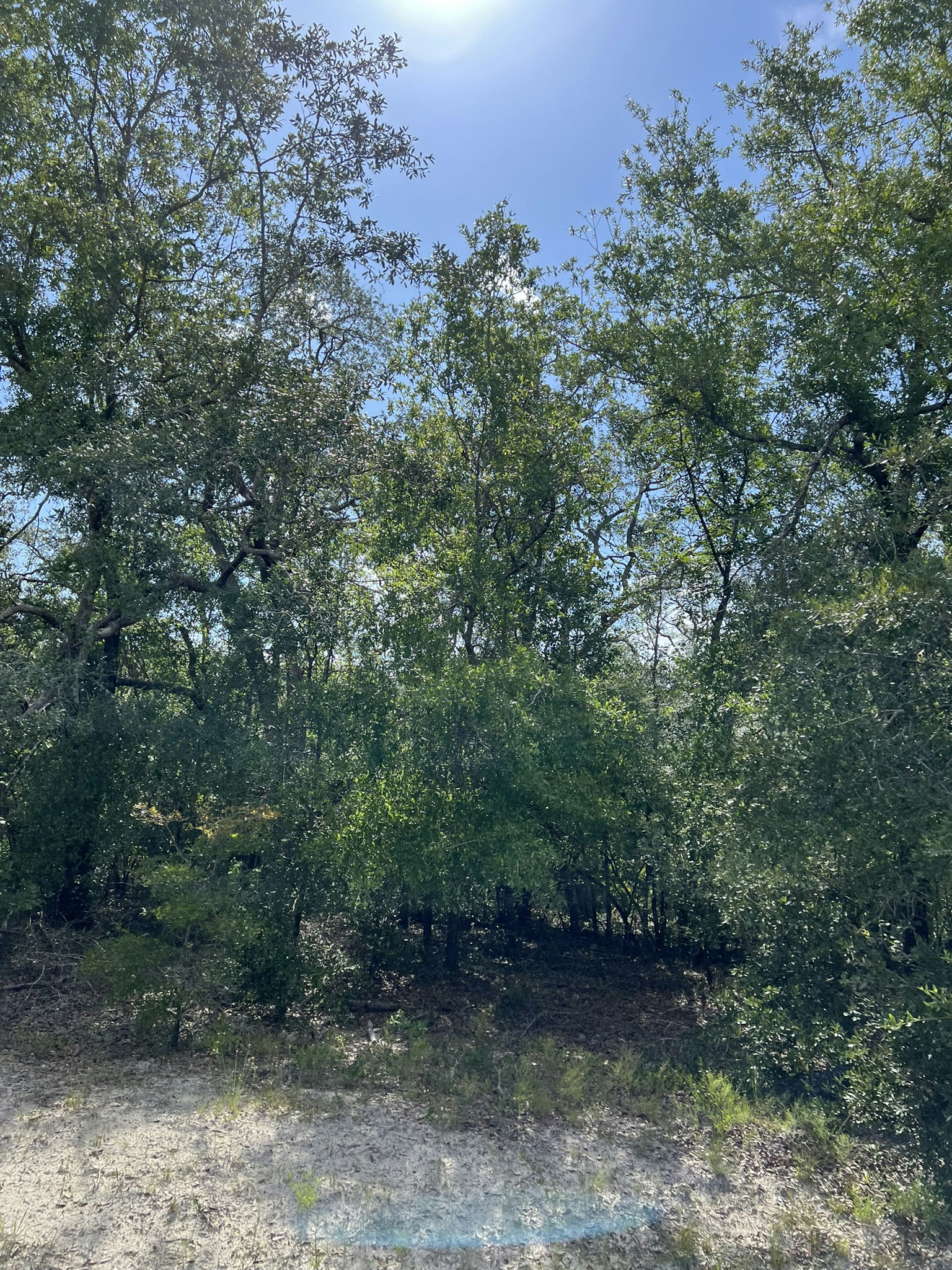 IMG_5793.JPEG