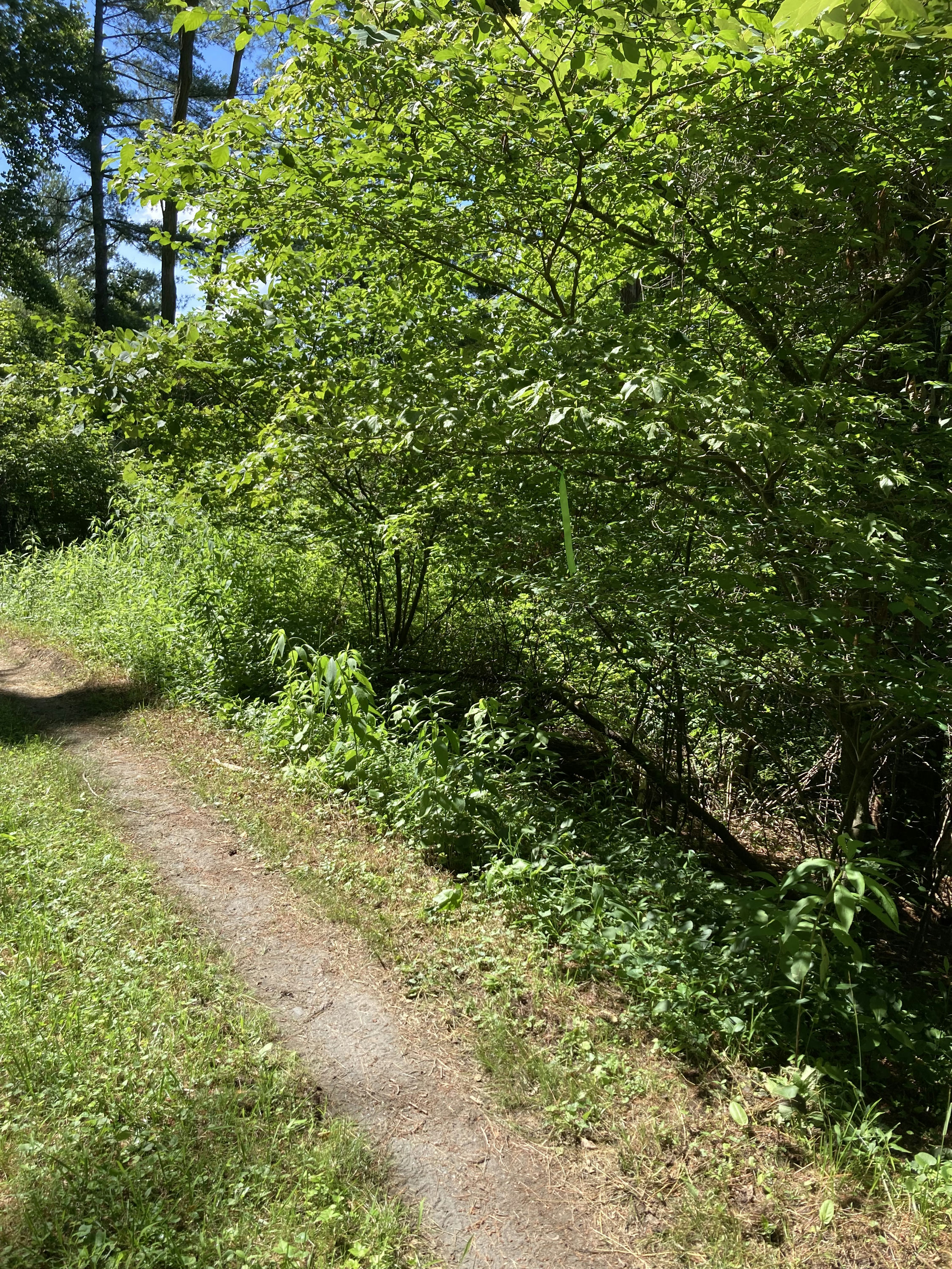 SPP_47B_Path_Through_Forest_On_Summer.jpeg