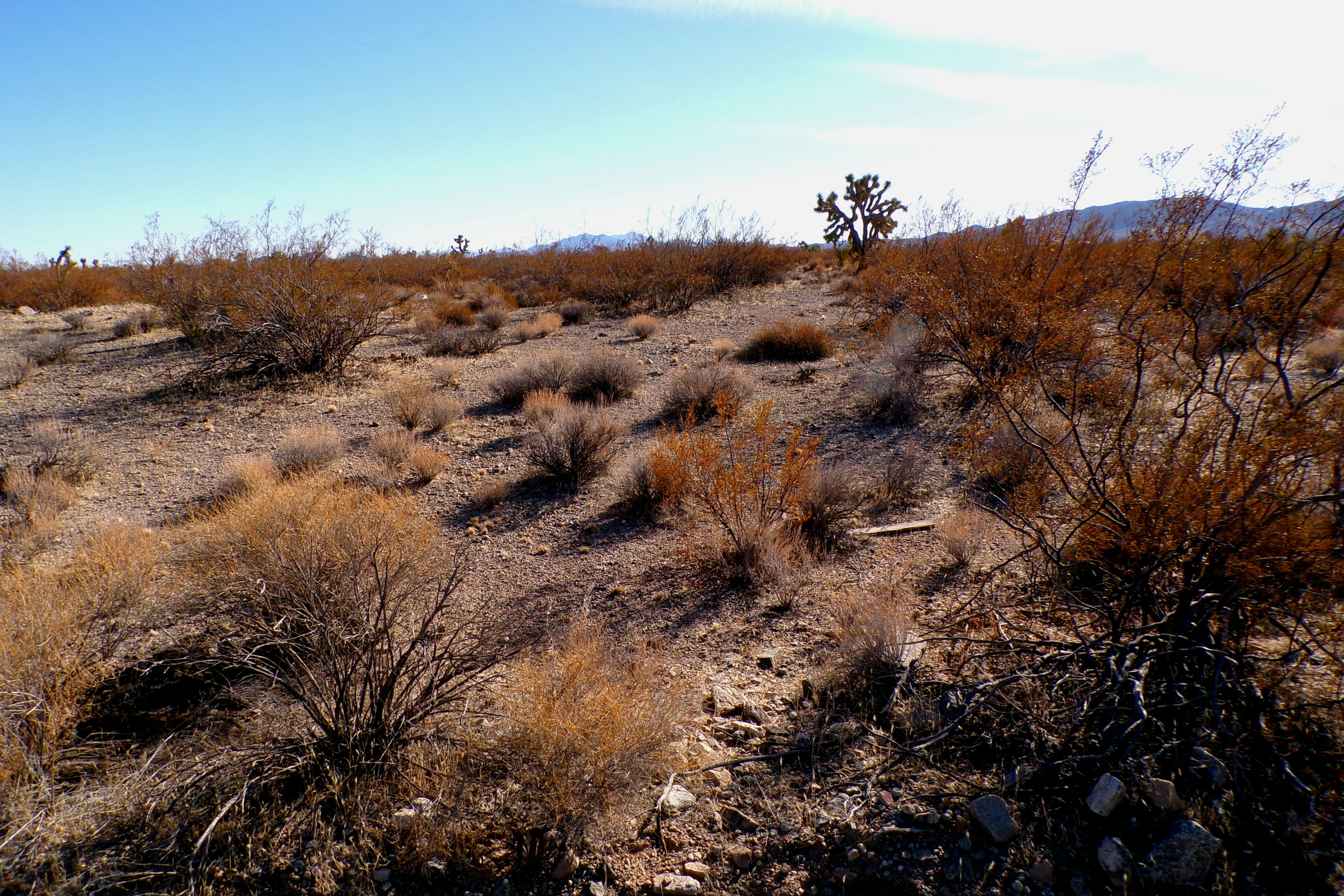 100_0863_DESERT.JPG