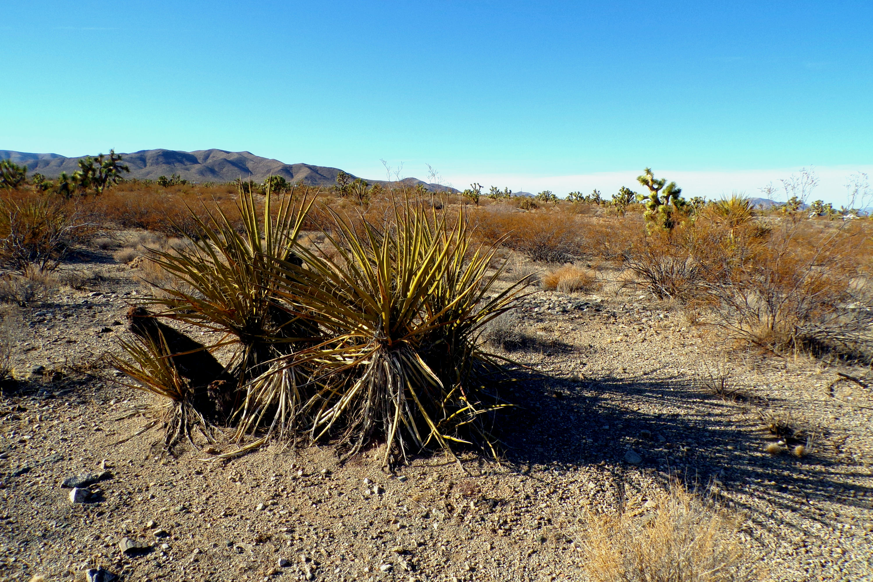 100_0880_DESERT.JPG