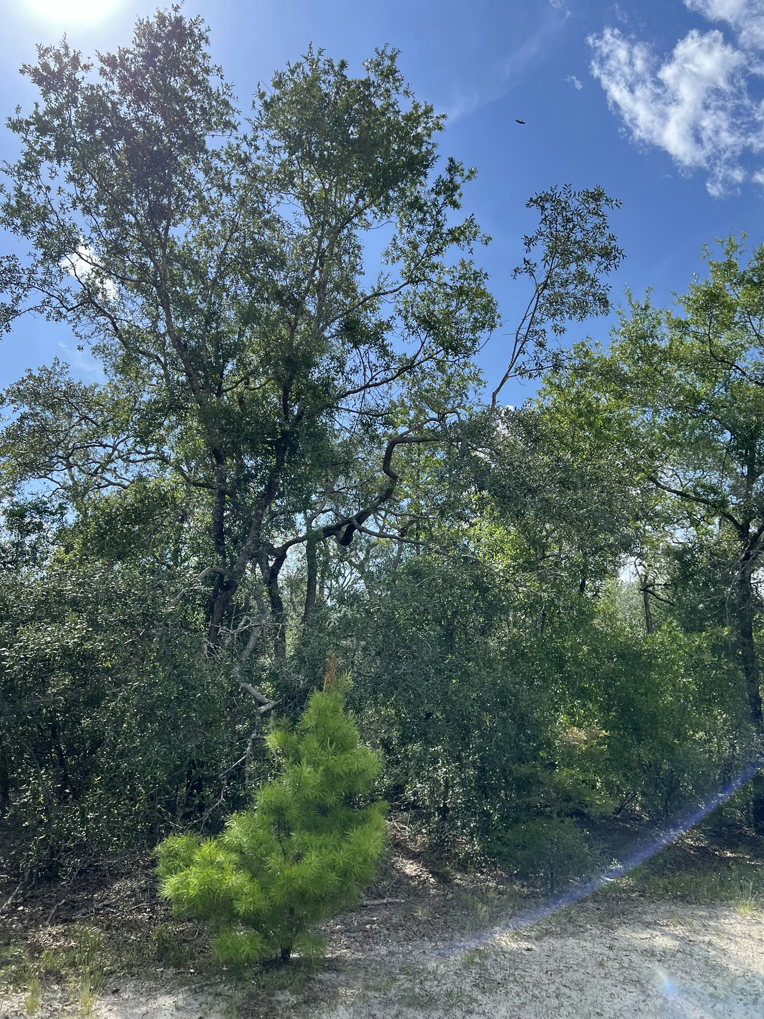 IMG_5784.JPEG