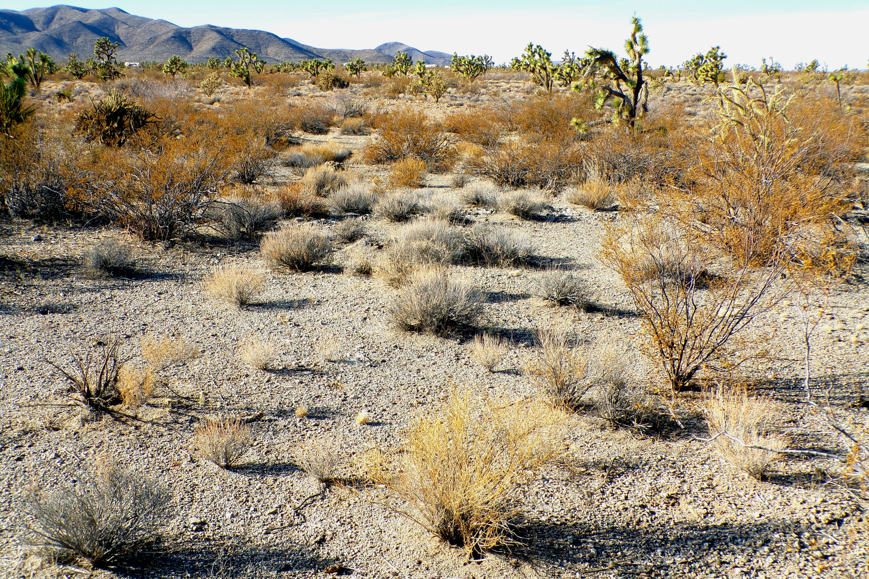 100_0875_DESERT.JPG