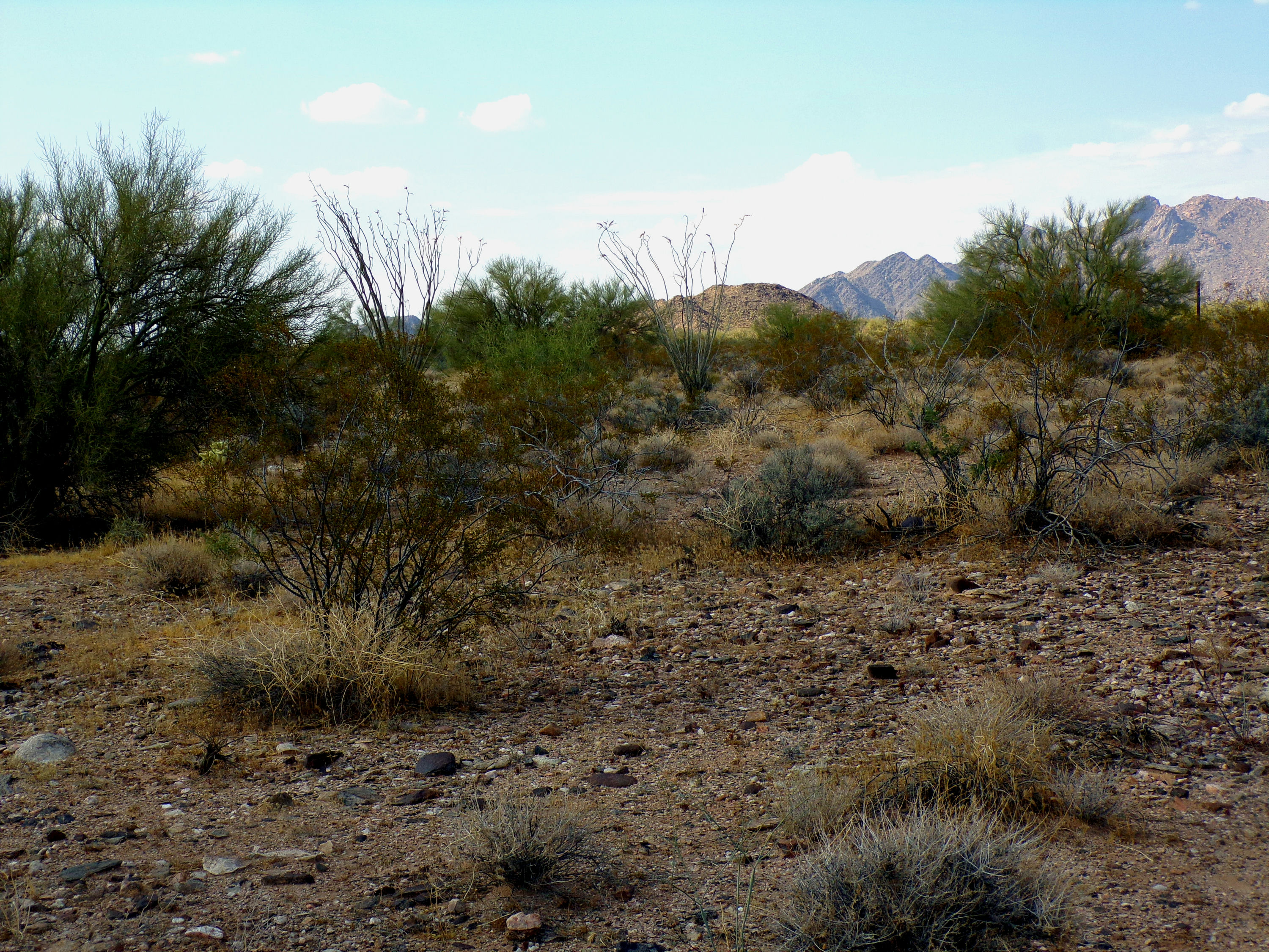 100_1339_DESERT.JPG