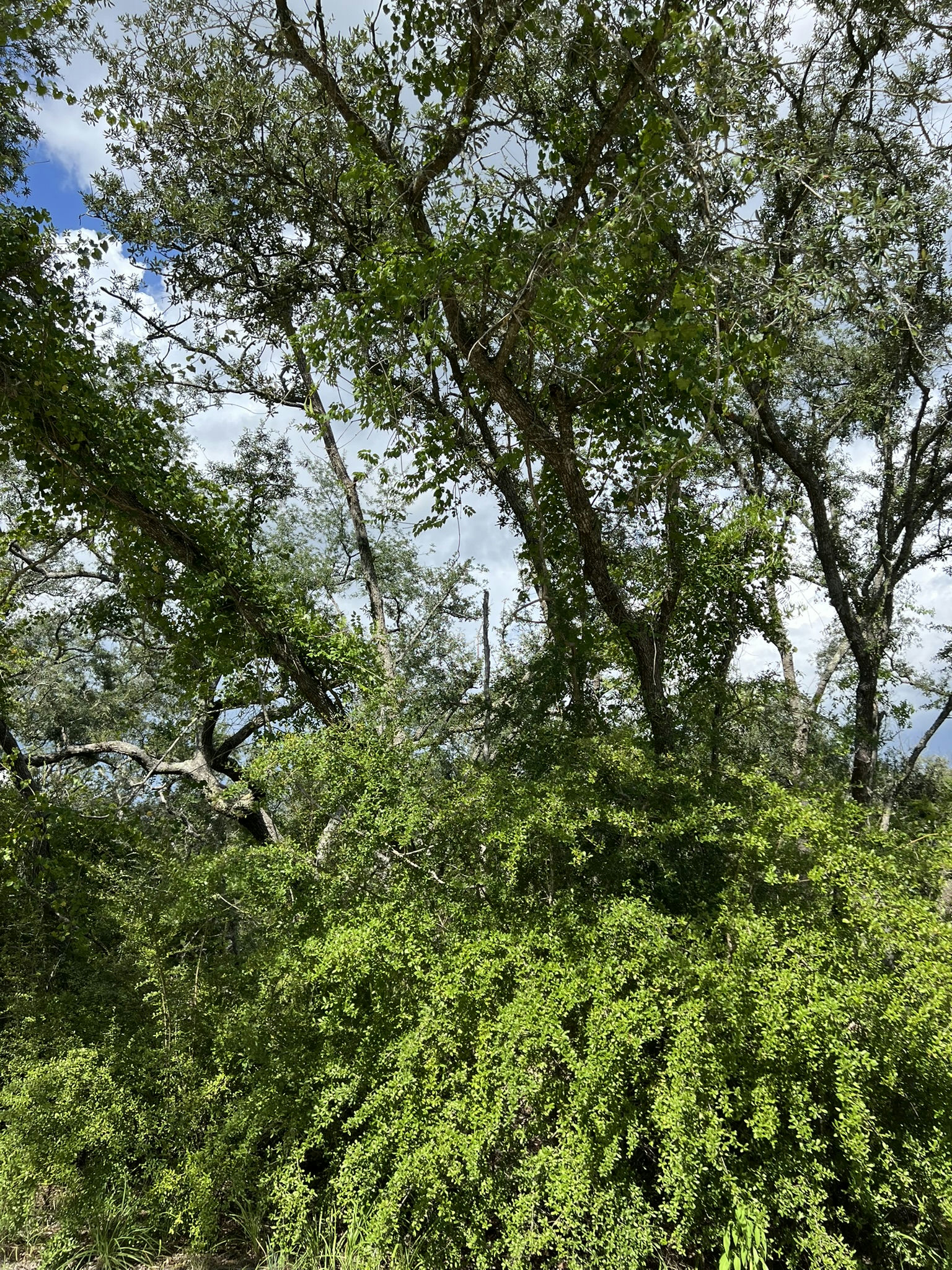 IMG_5801.JPEG