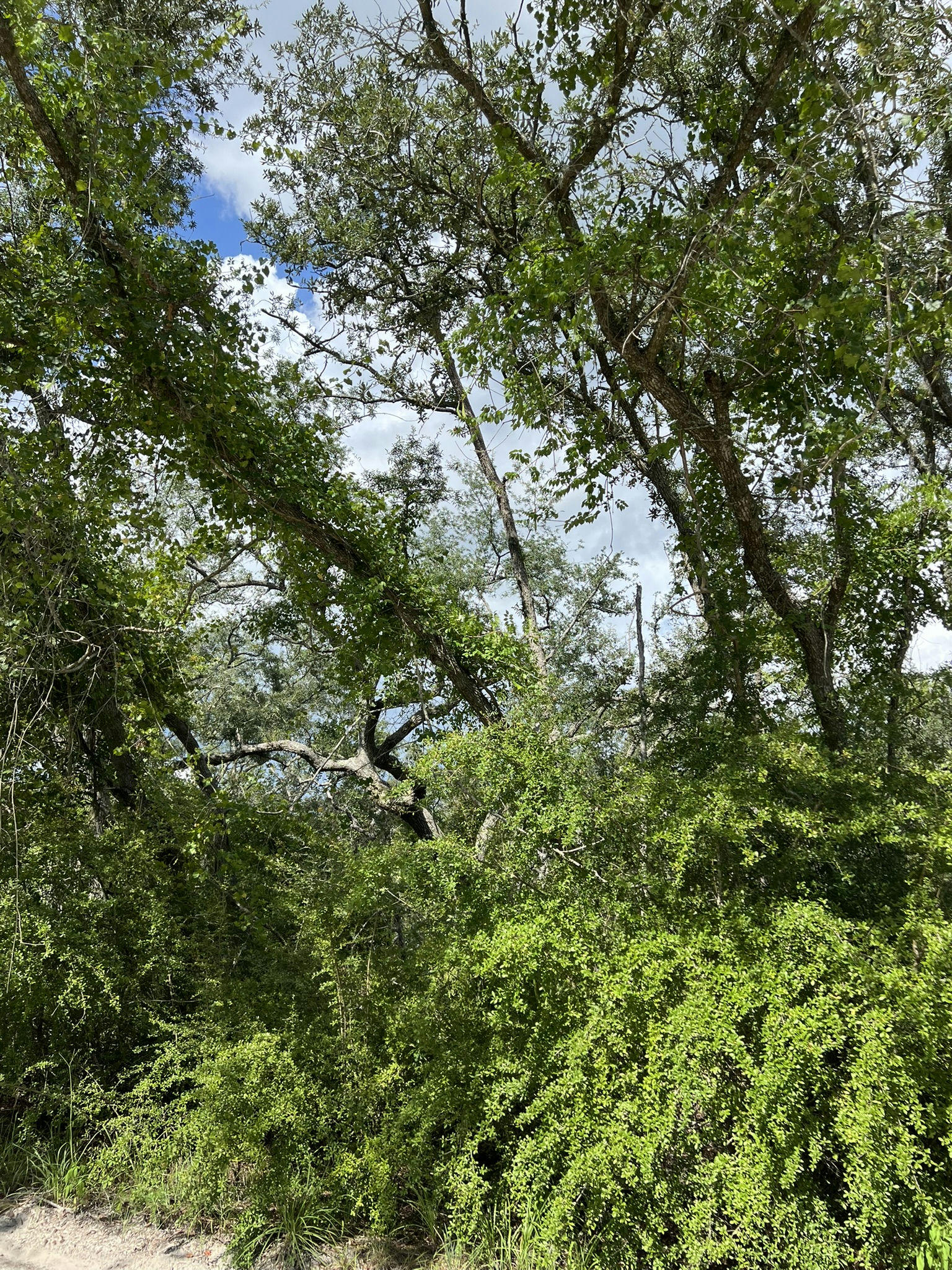 IMG_5800.JPEG