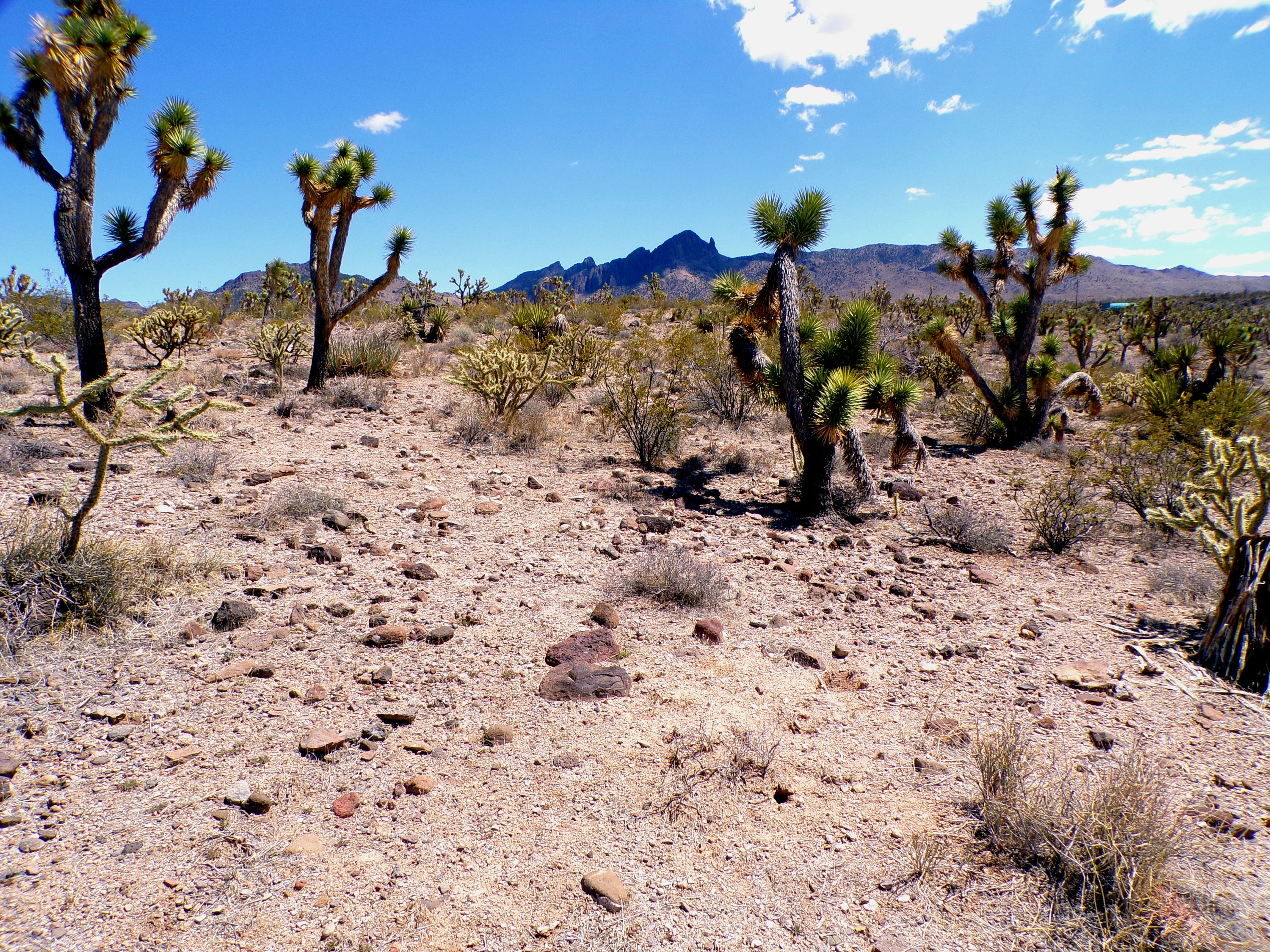100_0777_DESERT.JPG