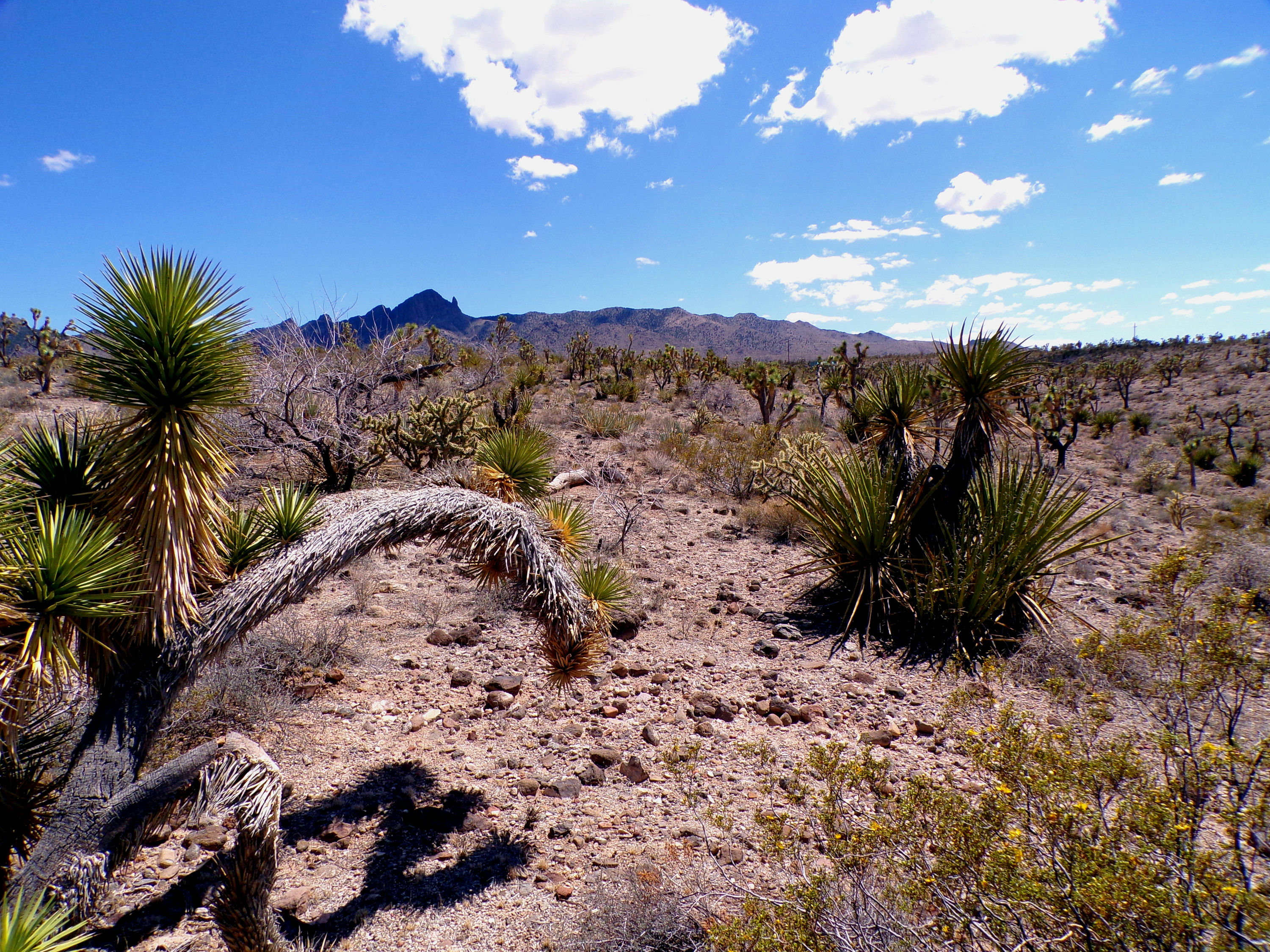 100_0775_DESERT.JPG