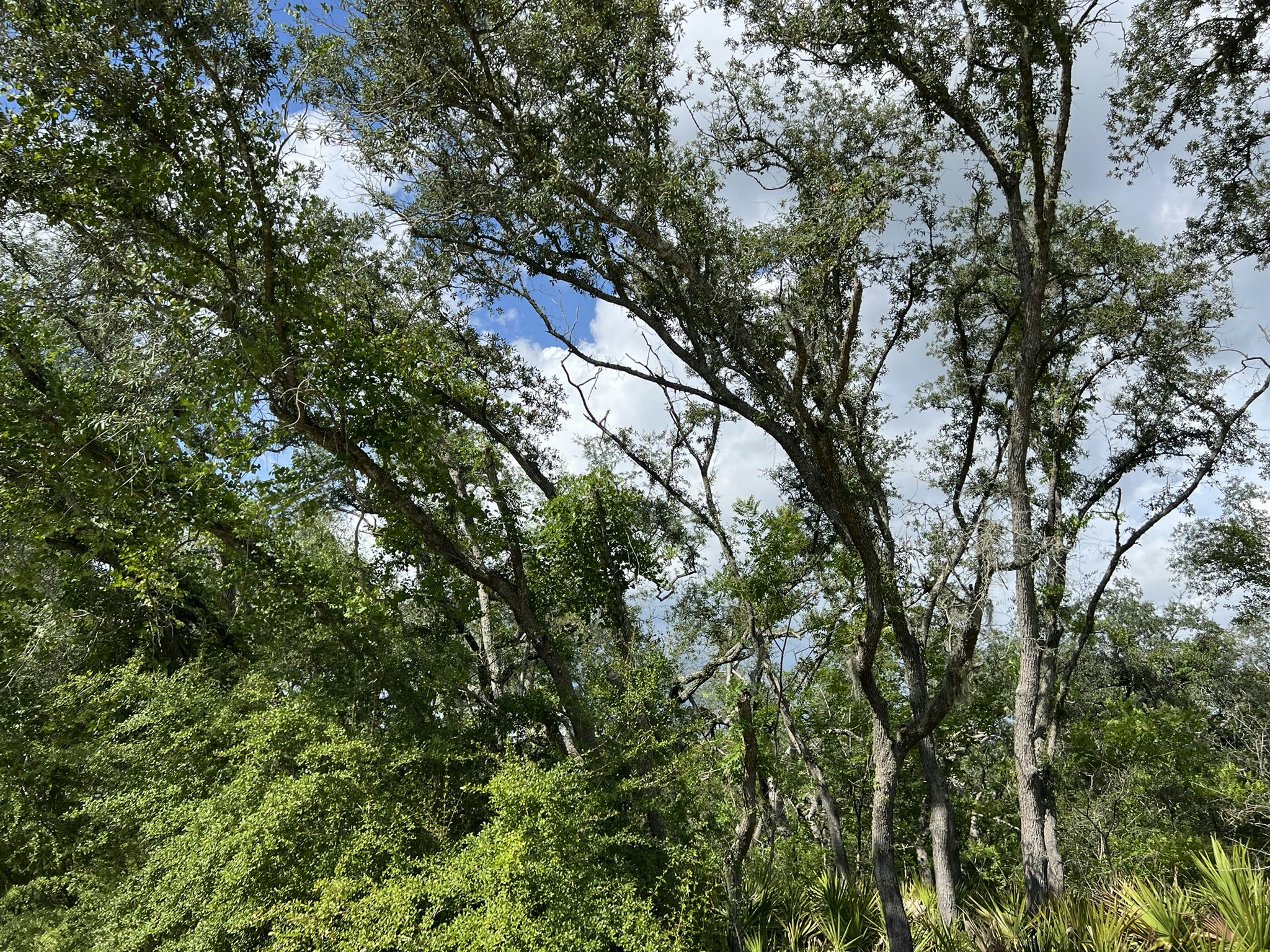 IMG_5836.JPEG