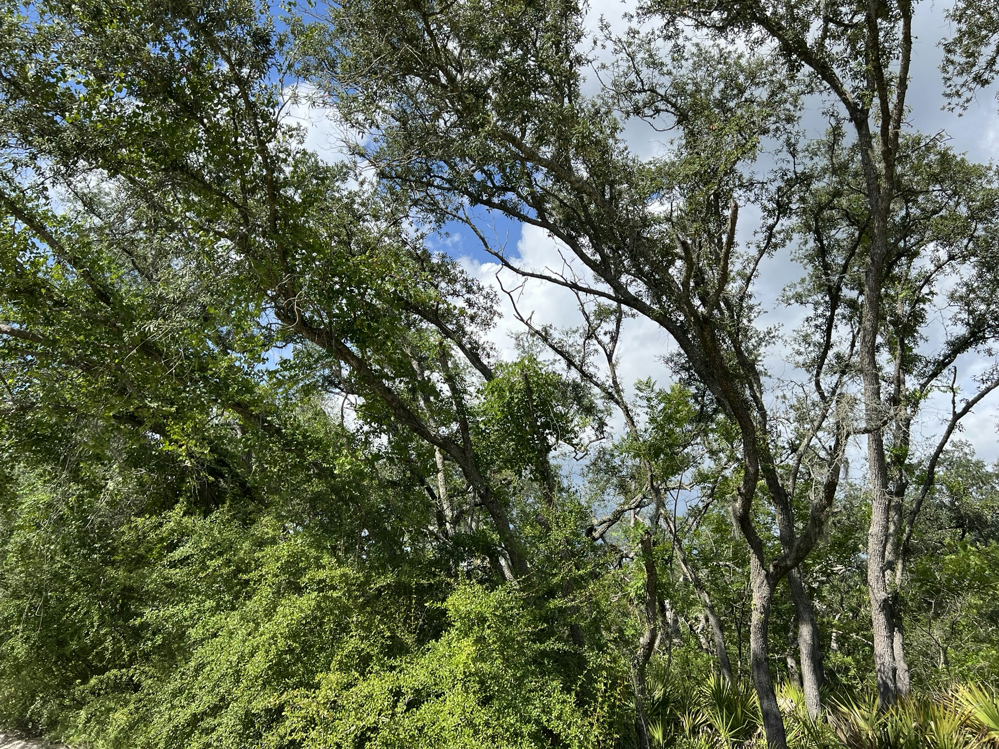 IMG_5833.JPEG
