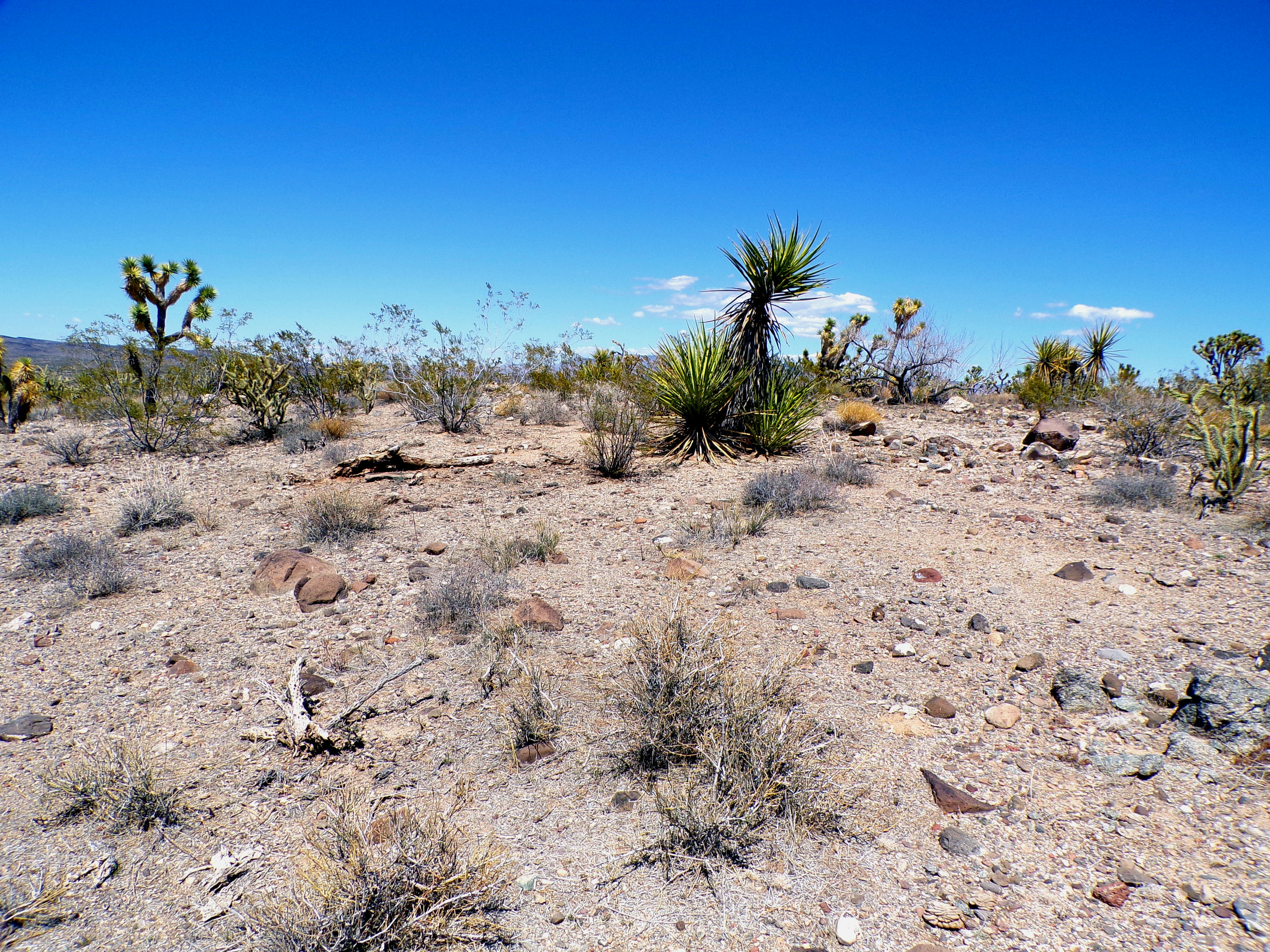 100_0766_DESERT.JPG