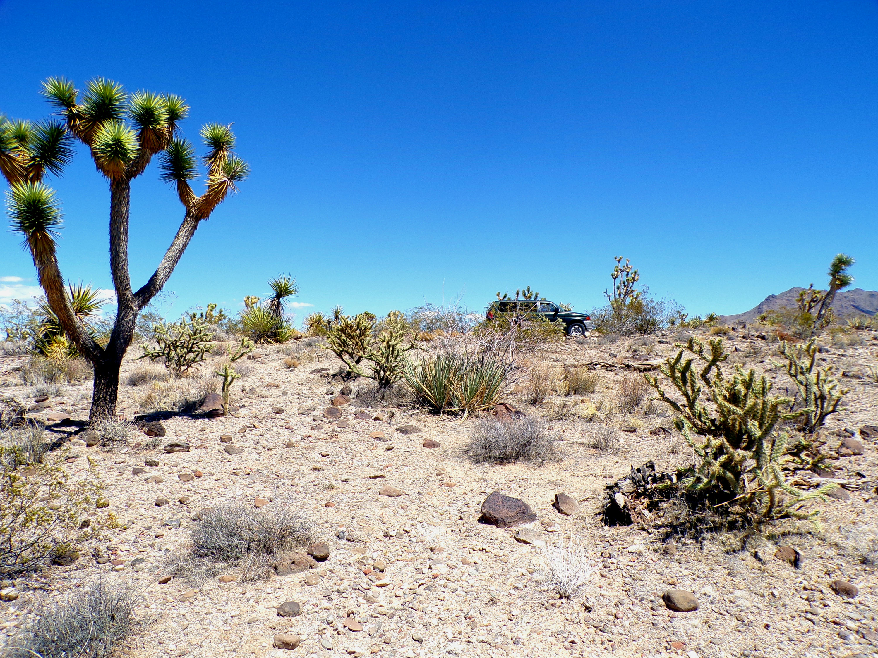 100_0772_DESERT.JPG