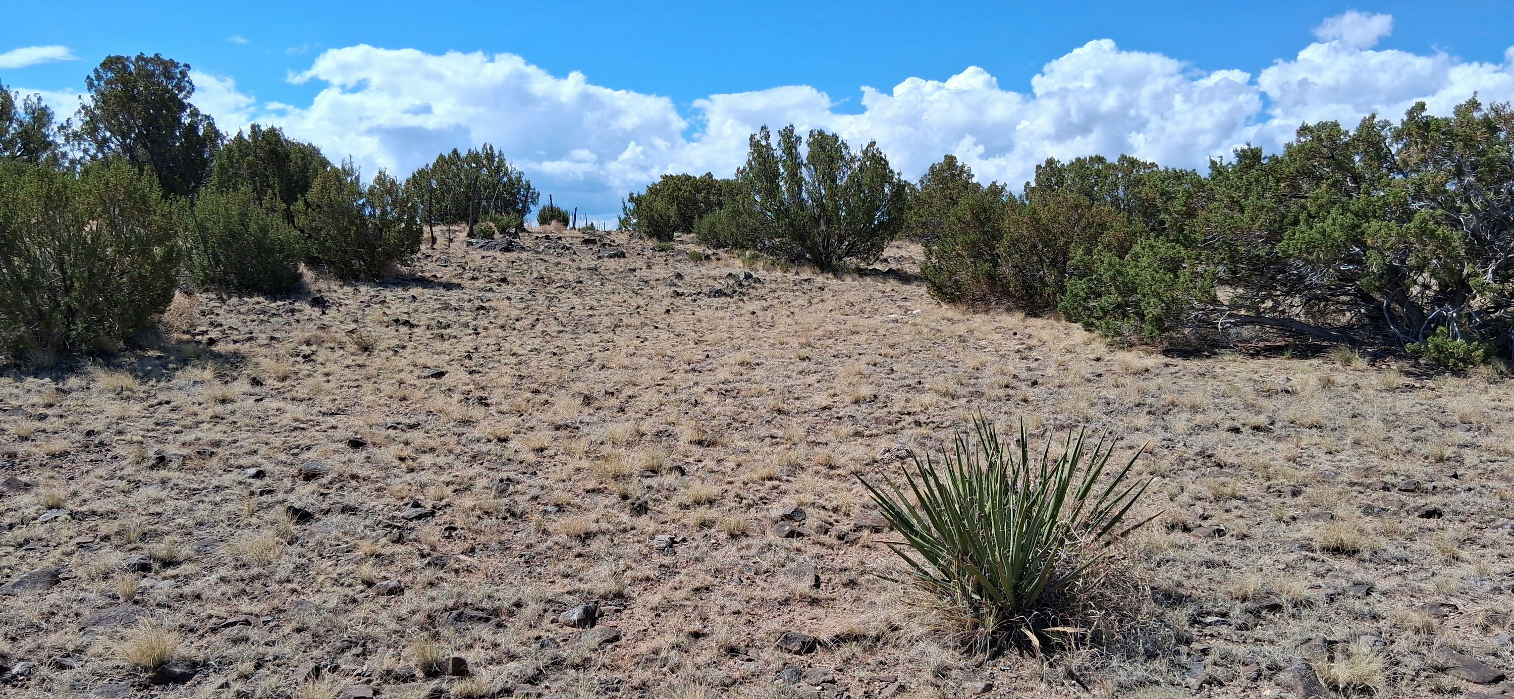 201-40-002B-C Vegetation (3).jpg