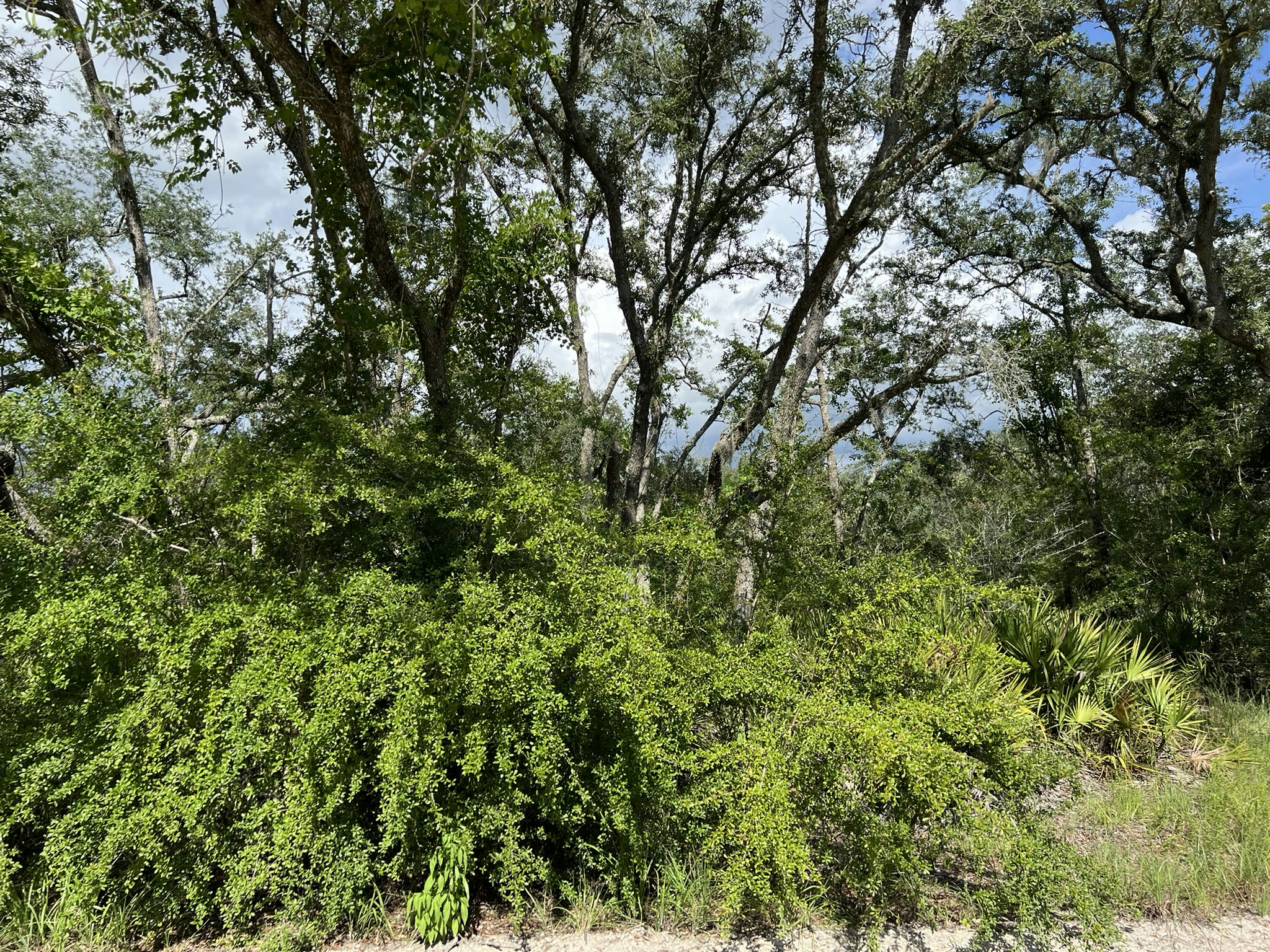 IMG_5810.JPEG