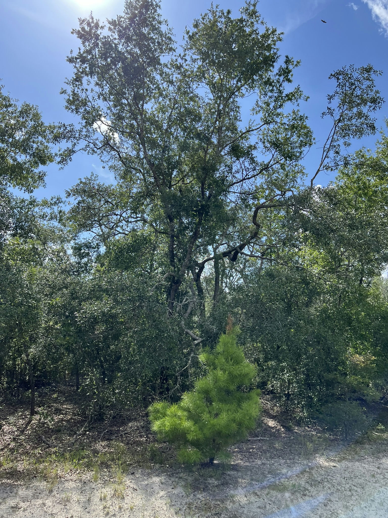IMG_5783.JPEG