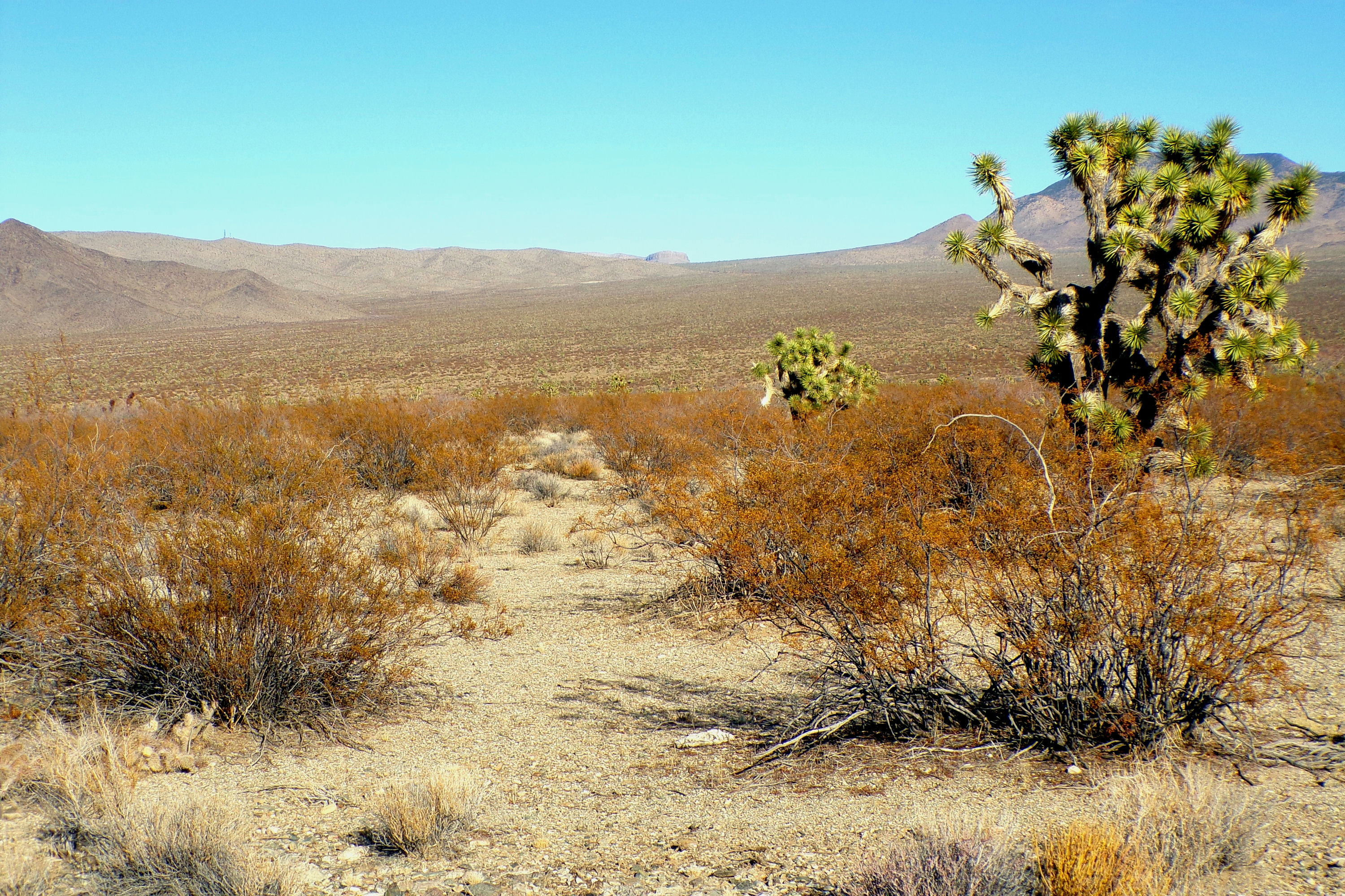 100_0884_DESERT.JPG