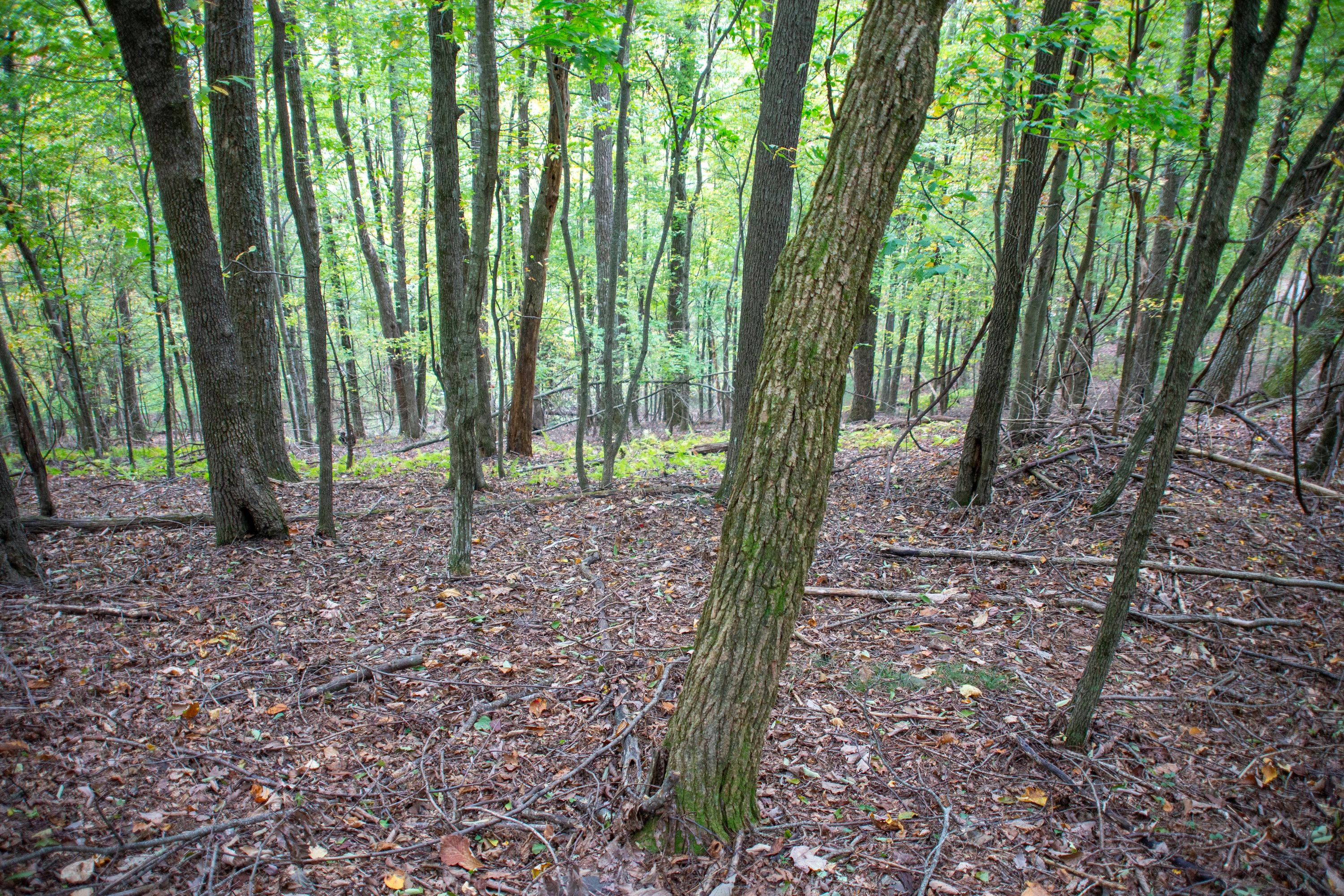 Copy of Pine-Knoll-Ground-2.jpg
