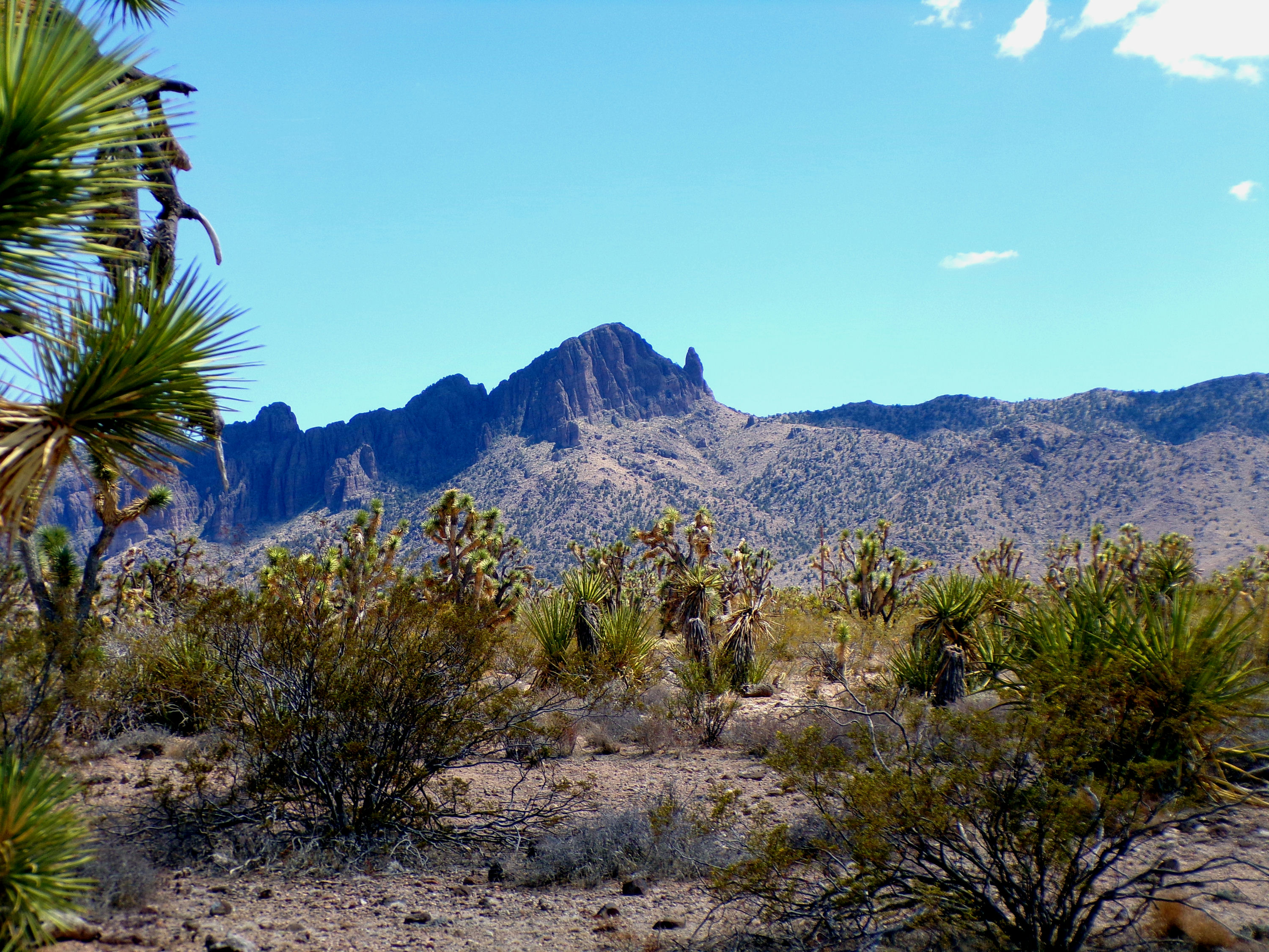 100_0780_DESERT.JPG