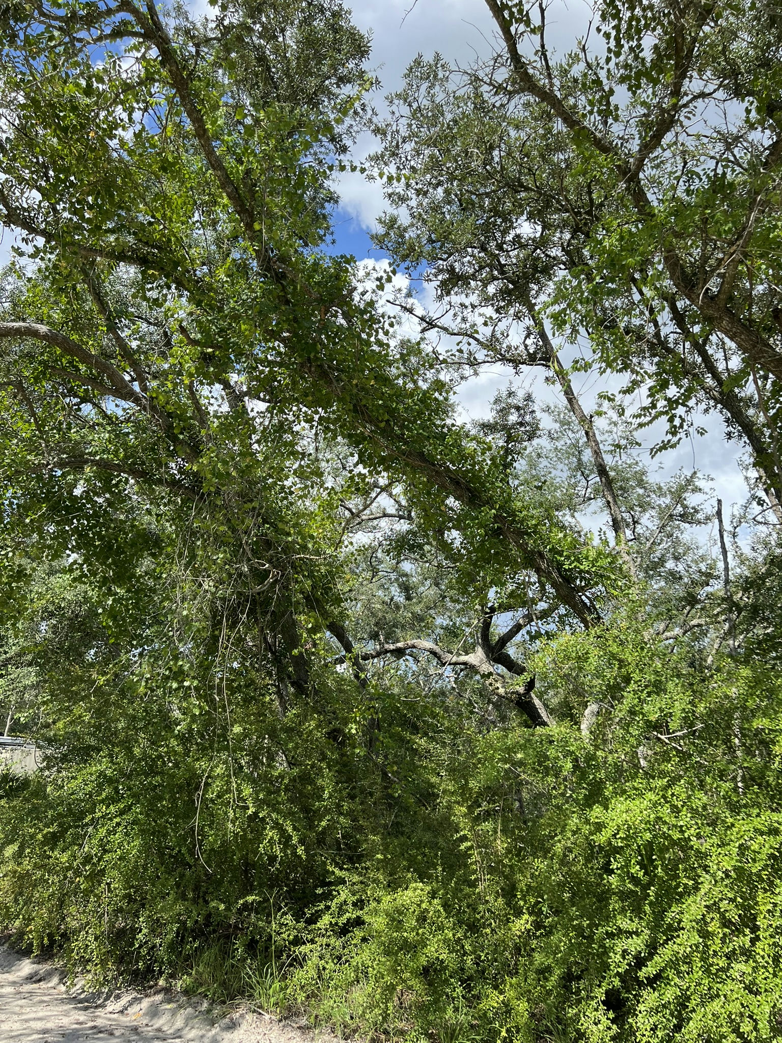 IMG_5798.JPEG