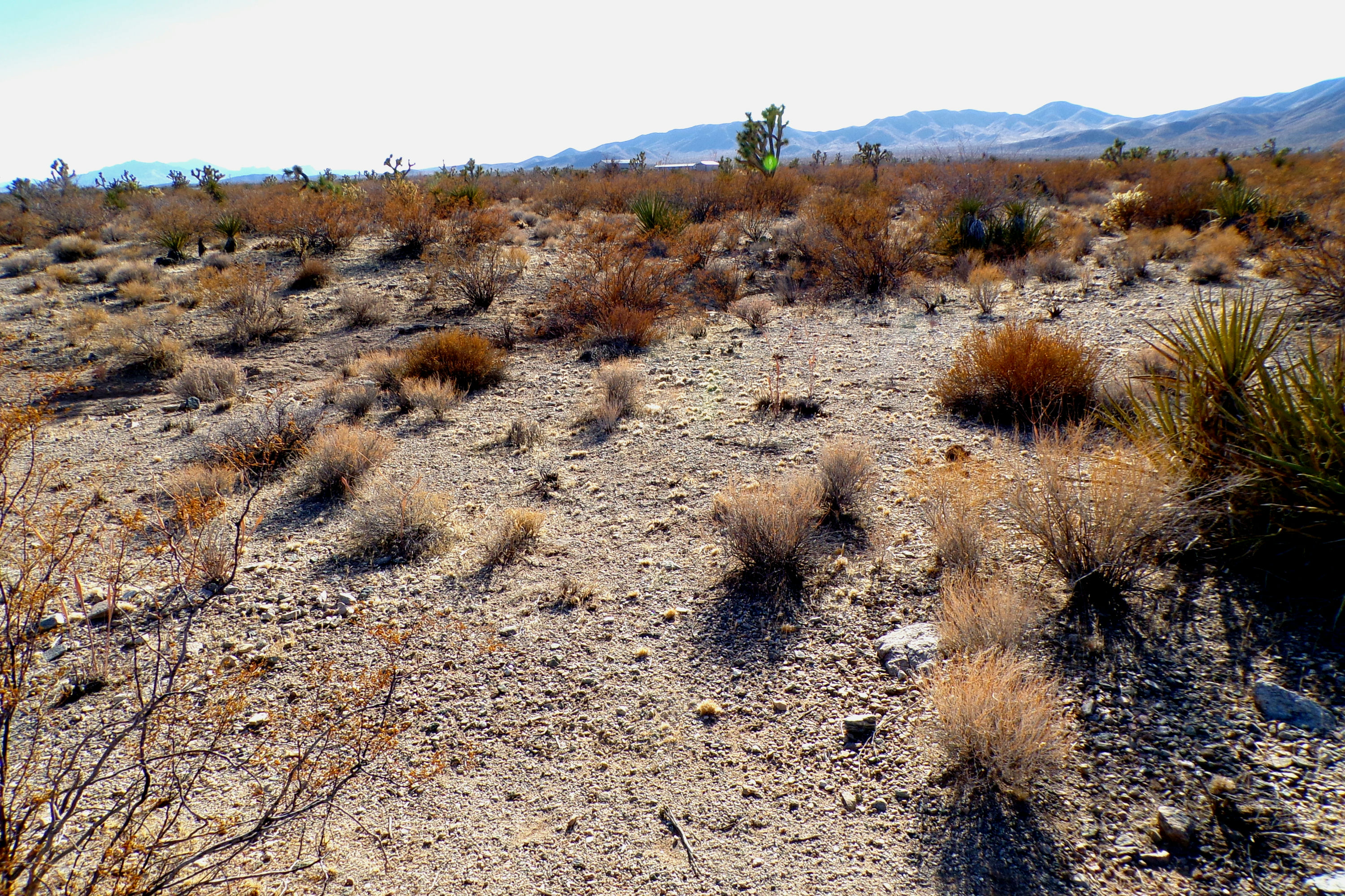 100_0877_DESERT.JPG