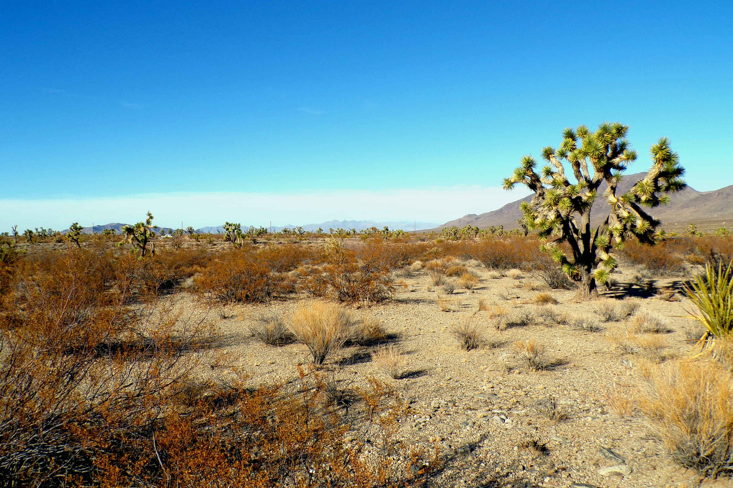 100_0878_DESERT.JPG
