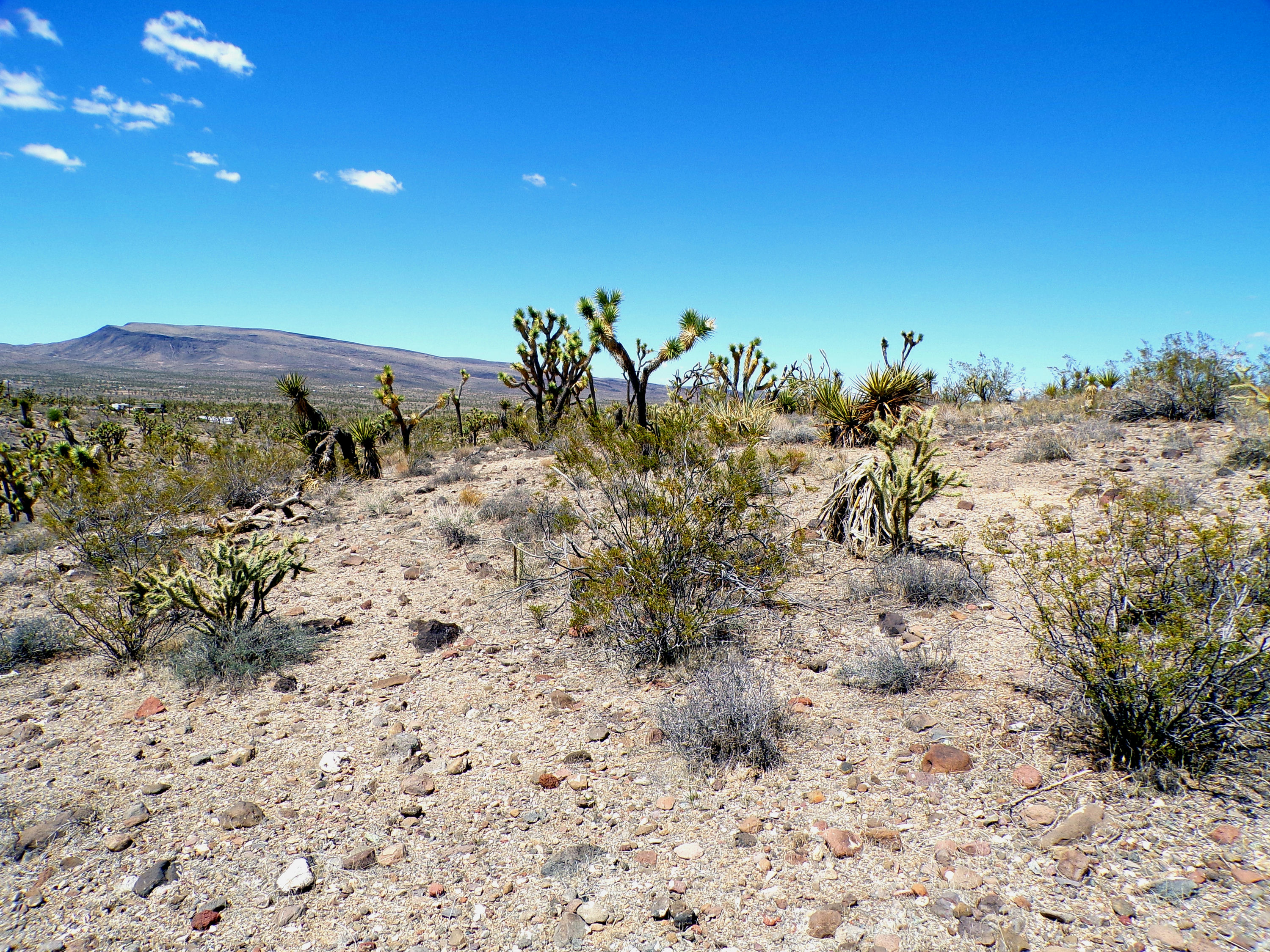 100_0774_DESERT.JPG