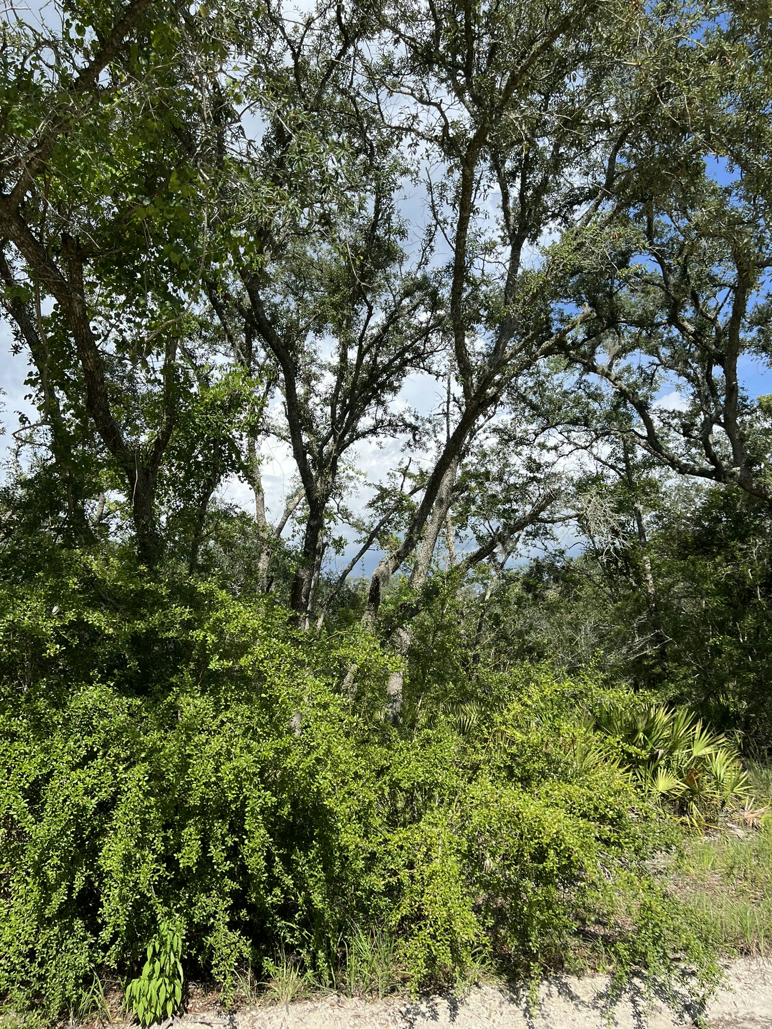 IMG_5805.JPEG