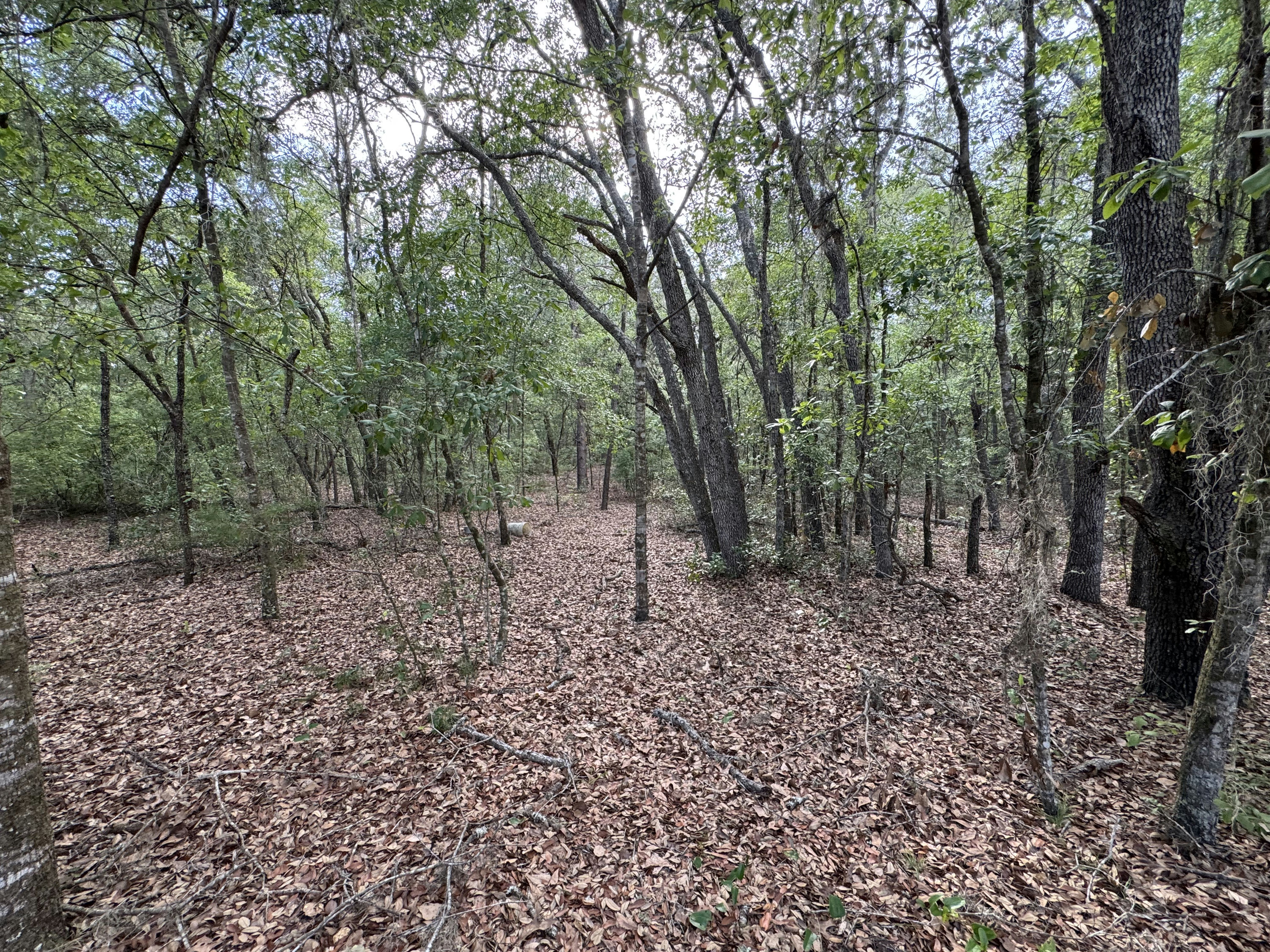 IMG_1886.jpeg