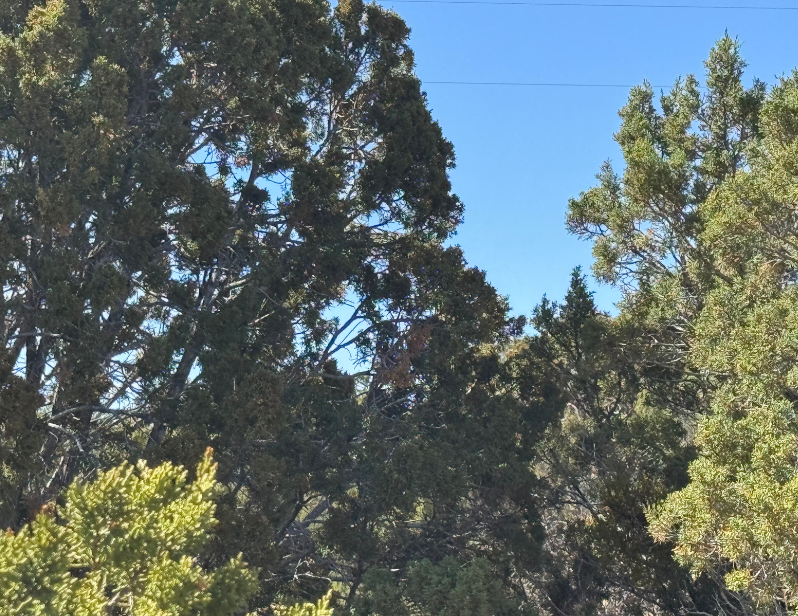 Foliage 2.png