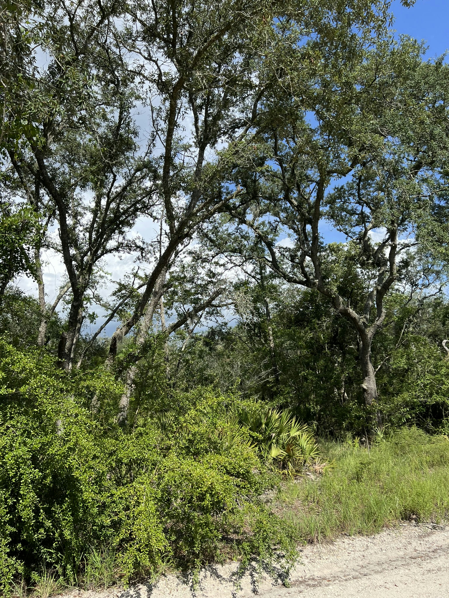 IMG_5807.JPEG