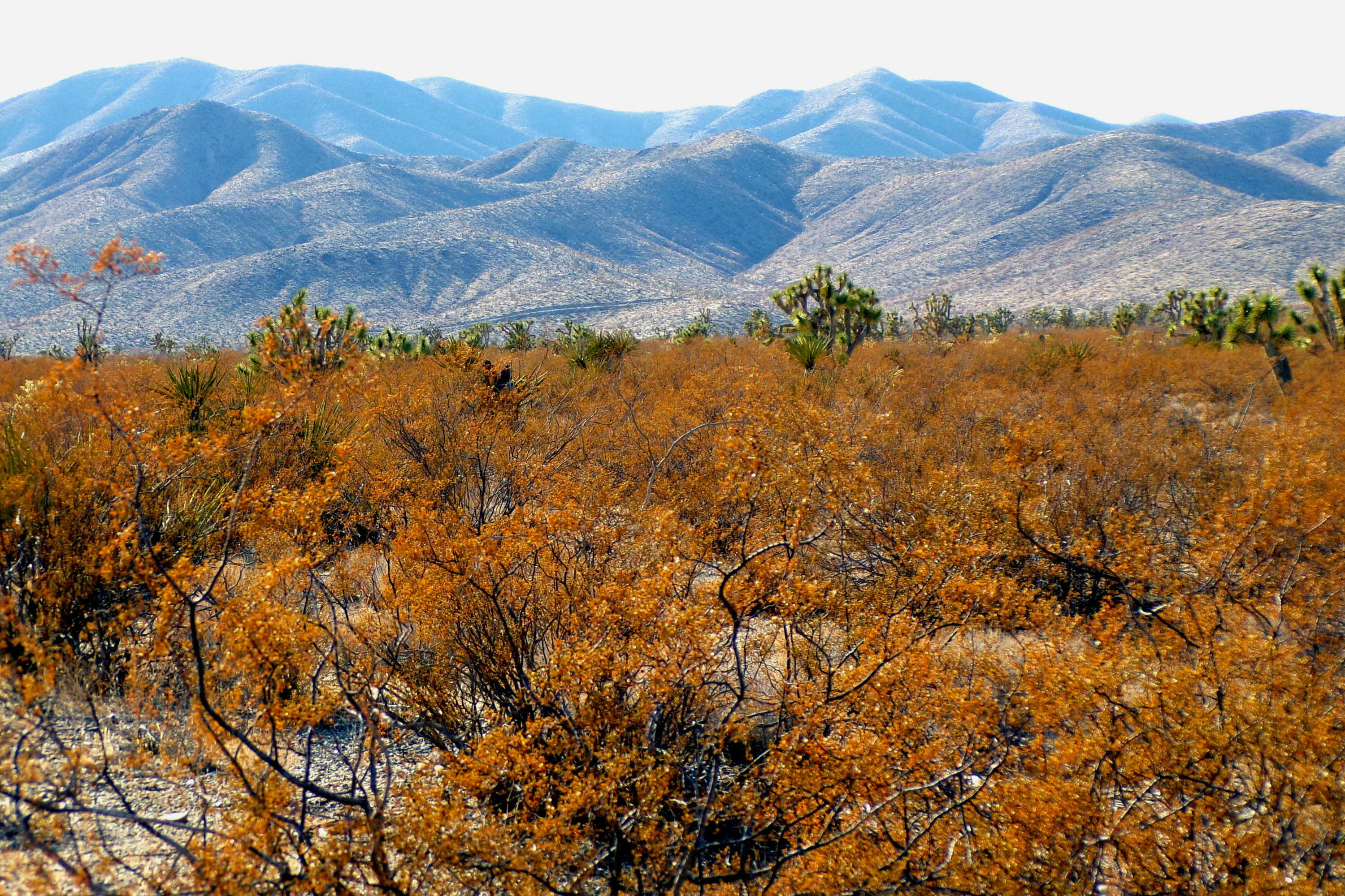 100_0872_DESERT.JPG