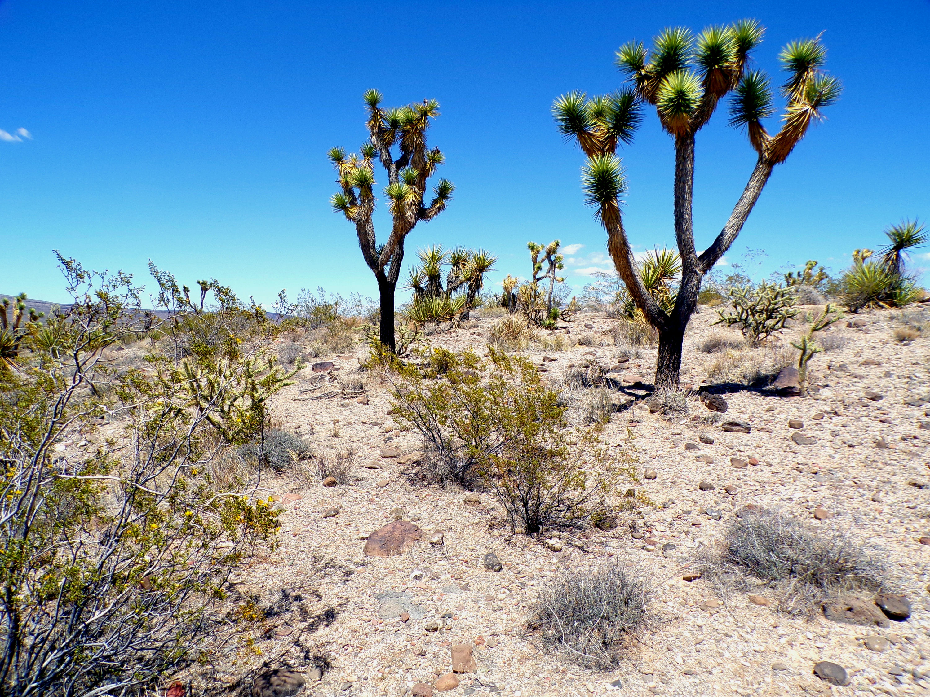 100_0771_DESERT.JPG